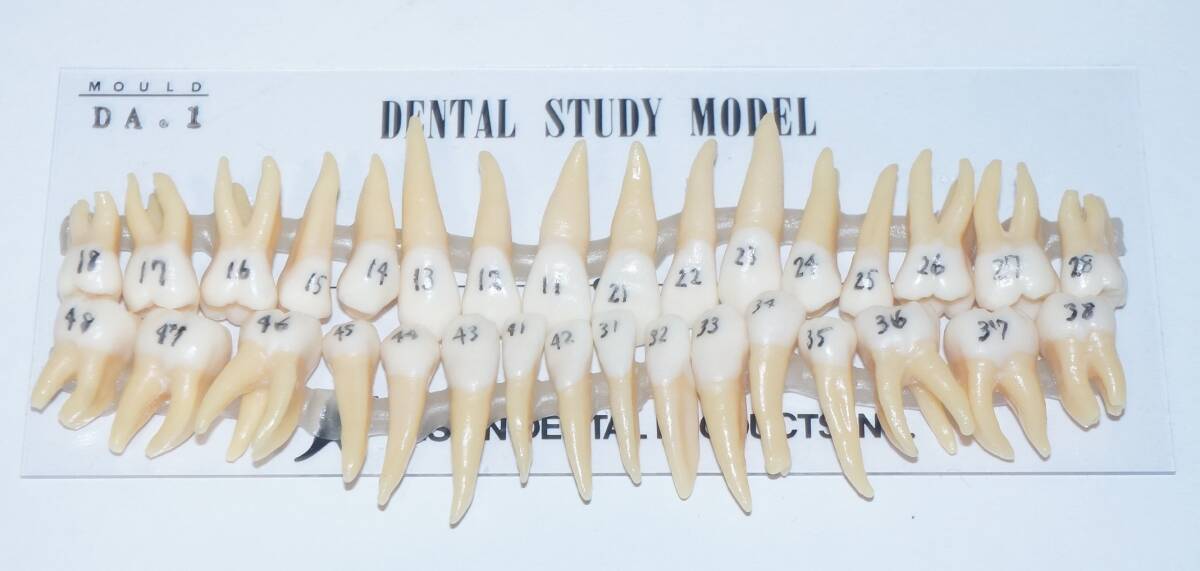 歯科 模型 ニッシン 複製歯牙着脱模型 B3-DA 1 顎模型 NISSIN マネキン