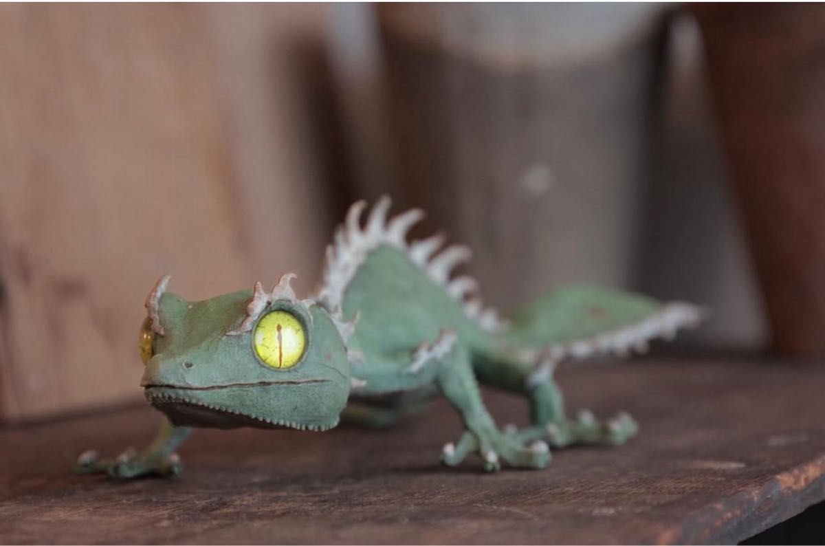 稀少】OZWRT「Satanic Agave Leaf Tailed Gecko Version “Oteroi