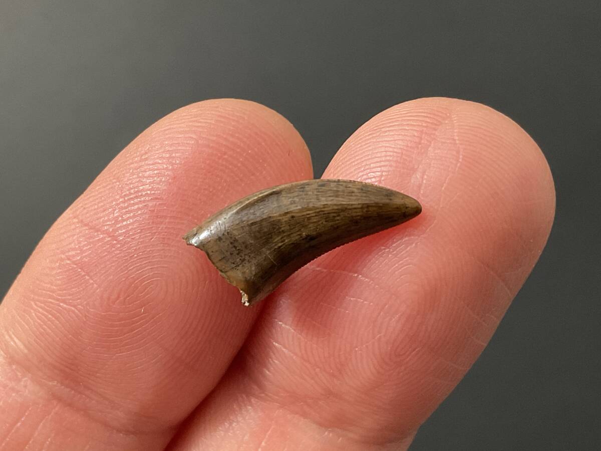 恐竜 歯 化石 ティラノサウルス [DS410] 恐竜の歯 恐竜の化石 牙 希少