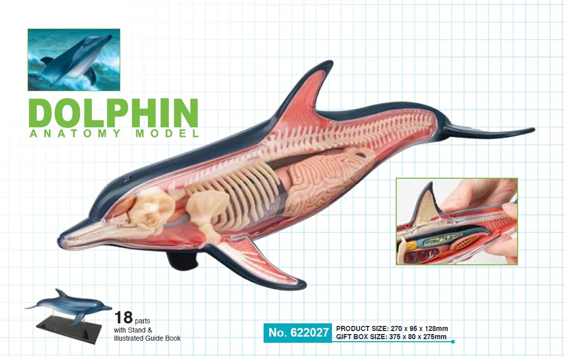 新品 4Dビジョン イルカ 解剖モデル Dolphin 海豚 3D 立体 パズル 4D