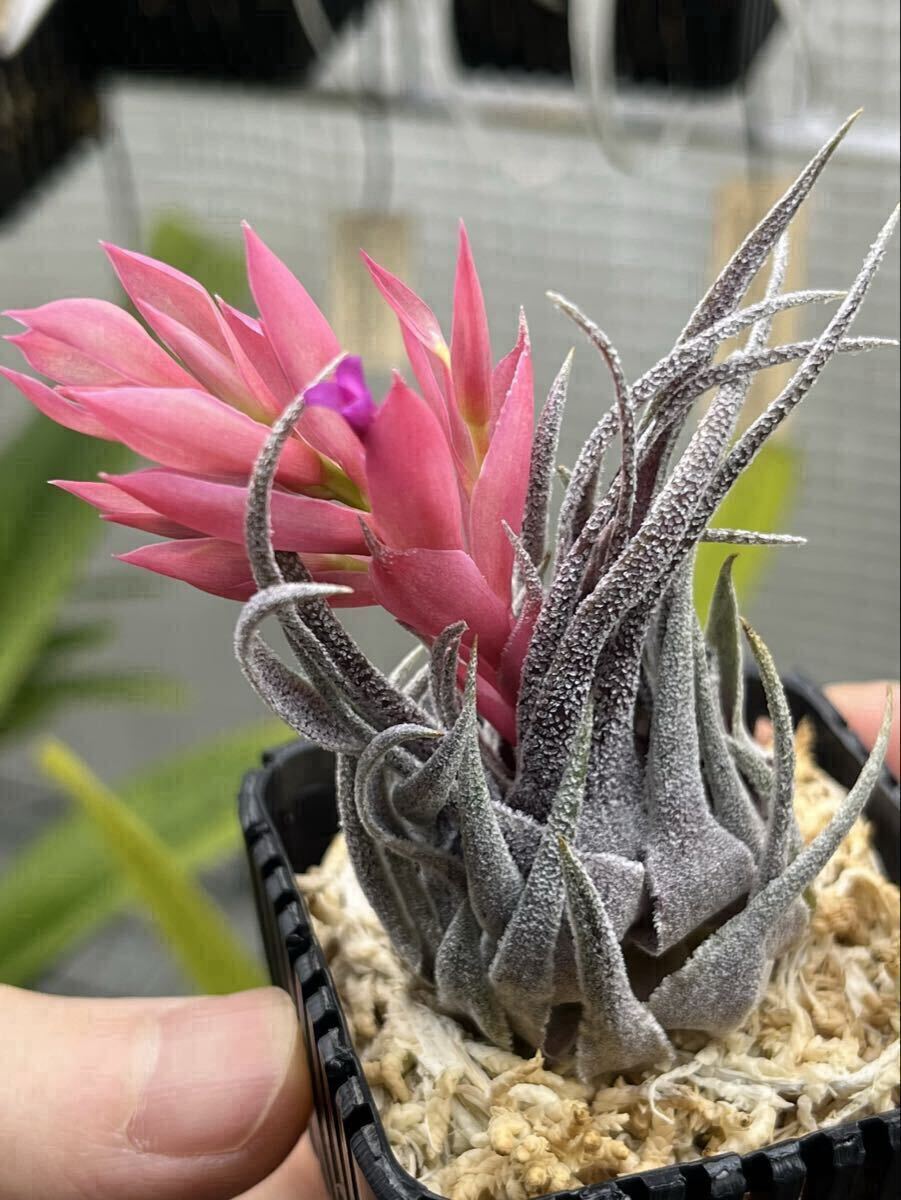 Tillandsia sprengeliana Purple Leaf チランジア スプレンゲリアナ