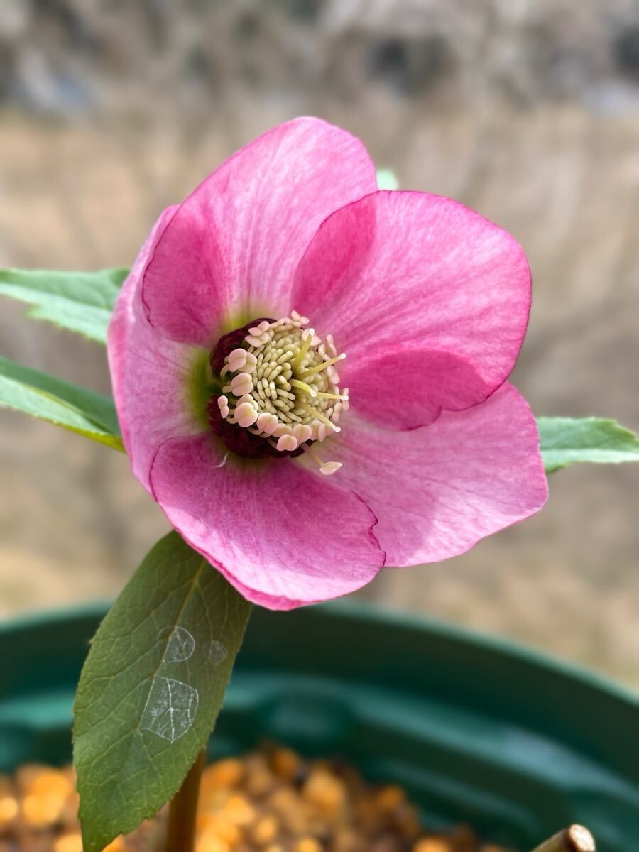 原種クリスマスローズ交配【チベタヌス系交配種 苗】山野草