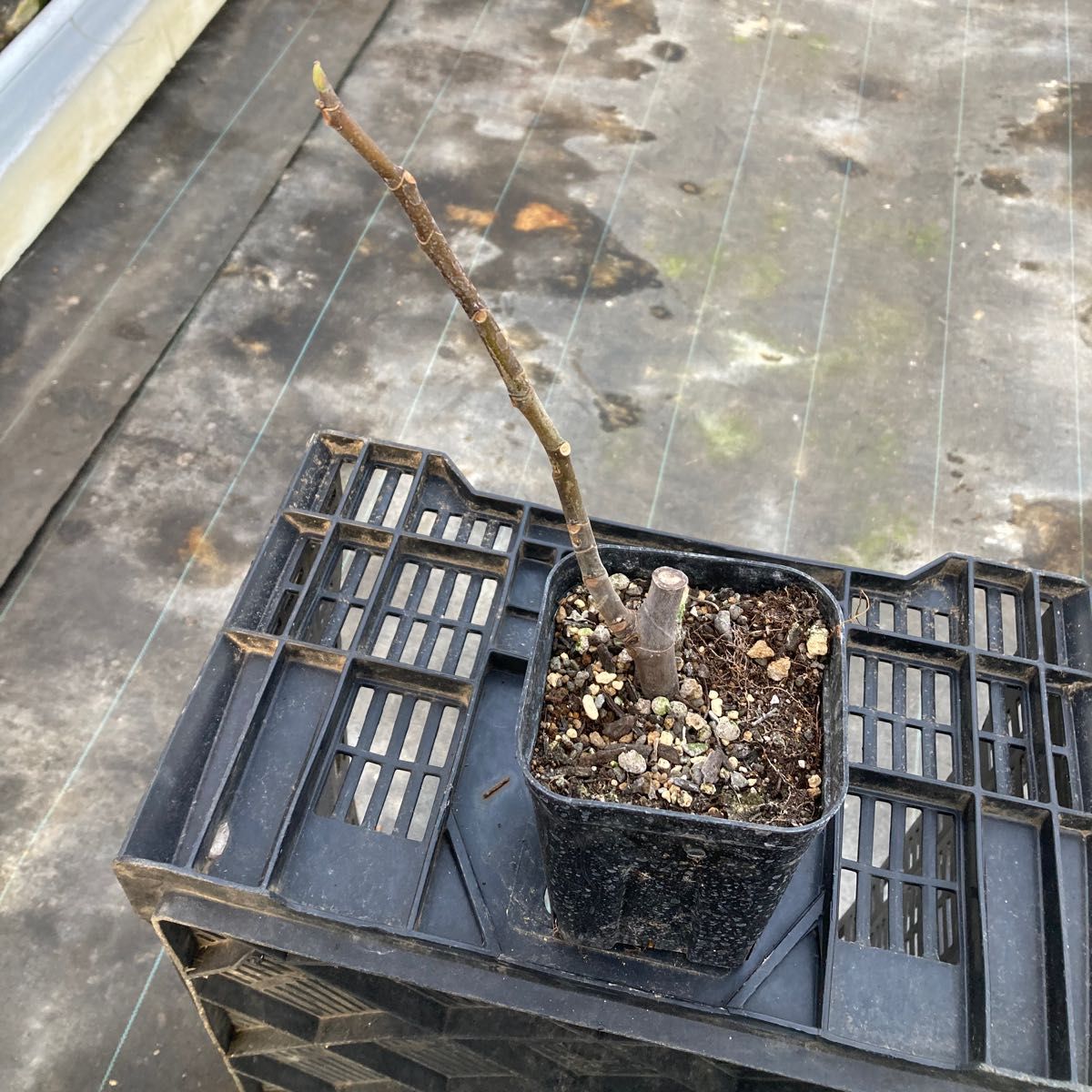 Das Far La Figuera 挿木苗 イチジク｜Yahoo!フリマ（旧PayPayフリマ）