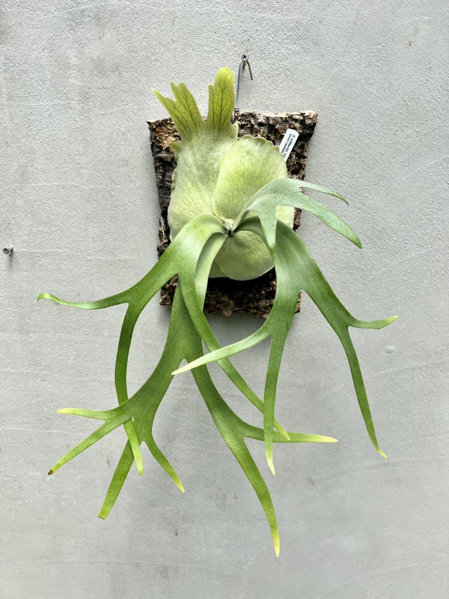 Yahoo!オークション - P. willinckii 'Silvery' (dwarf) ビカクシダ ウ