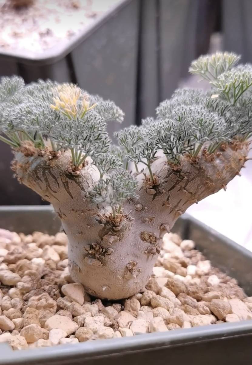 Yahoo!オークション - 大株極上親株多肉植物サルコカウロン ペニクリナ