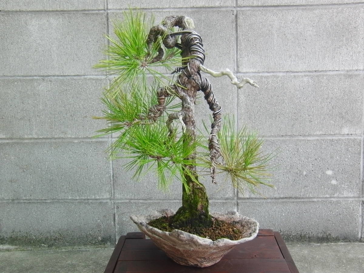 Yahoo!オークション - 盆栽 黒松 文人木 直幹 ジン・シャリ