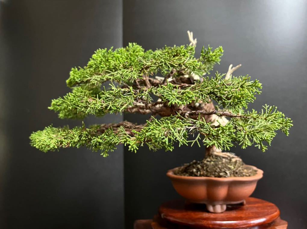 Yahoo!オークション - 真柏盆栽 糸魚川真柏 捻転シャリ幹 中品 樹高天