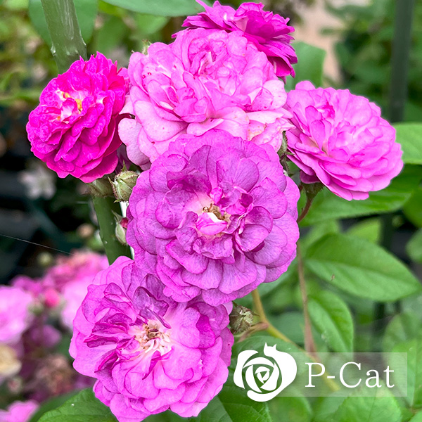 ローズマリーヴィオード Rosemary Viaud ｜ ピーキャットローズショップ