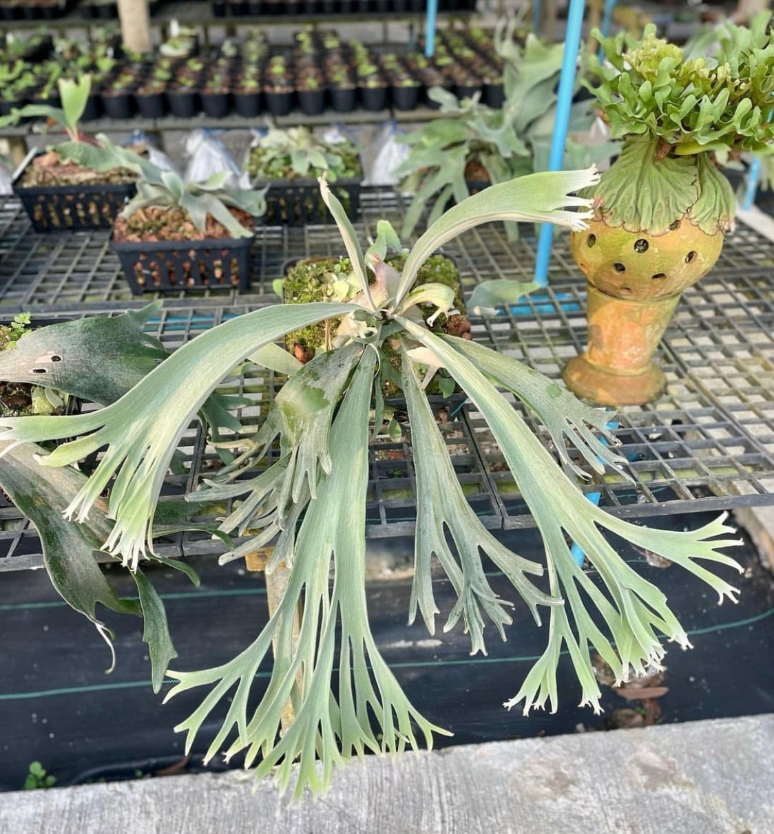 P. willinckii Pedro Tatsuta (OC) 【artPLANTs】ビカクシダ