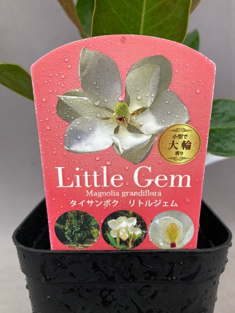 タイサンボク・リトルジェム 3.5号 | 日本ライン花木センター