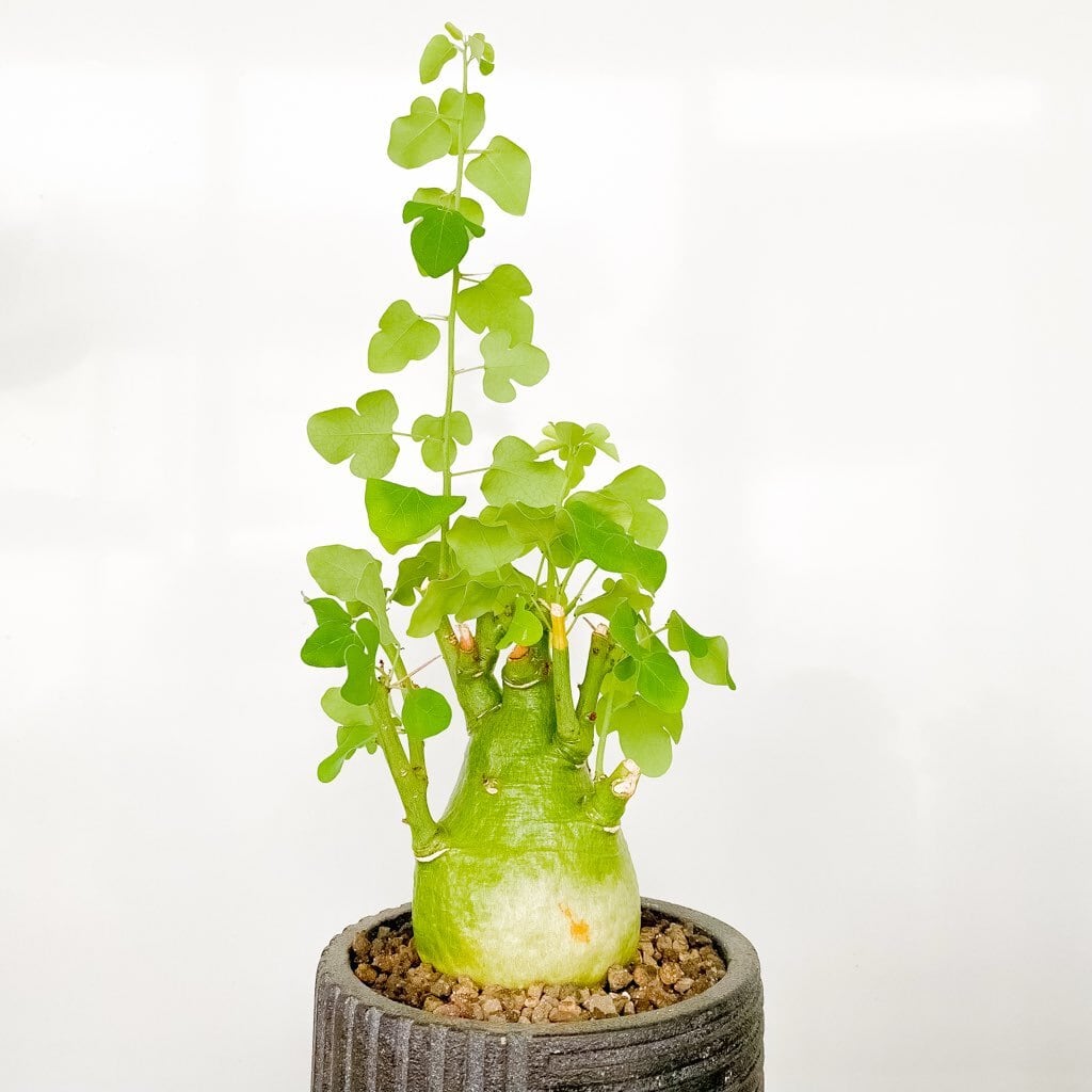 アデニア・スピノーサ | INERMIS ～perfect plants～