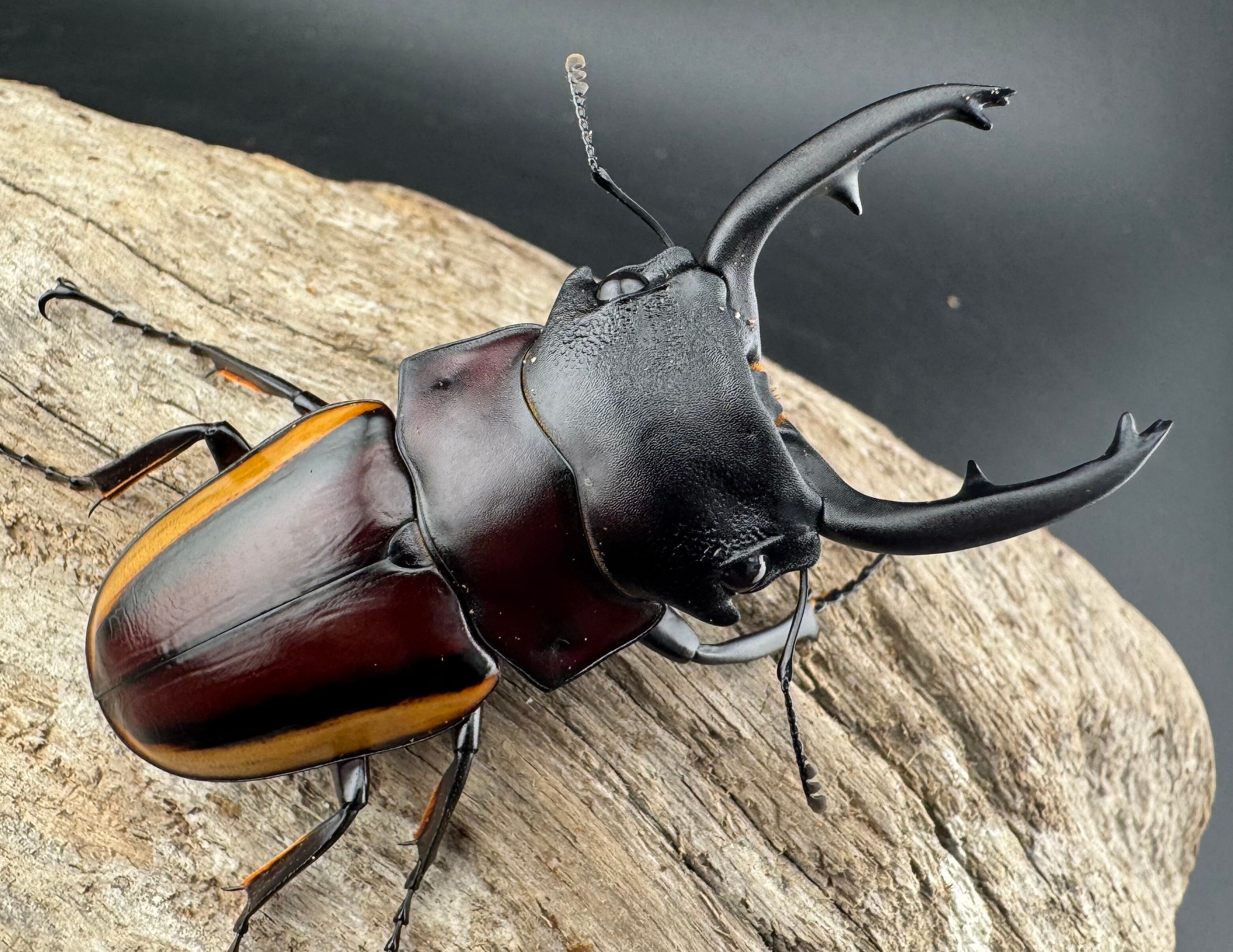 WD】《スチーブンスツヤ亜種duivenbodei 大歯 67.5mm ペア》 | KPW公式