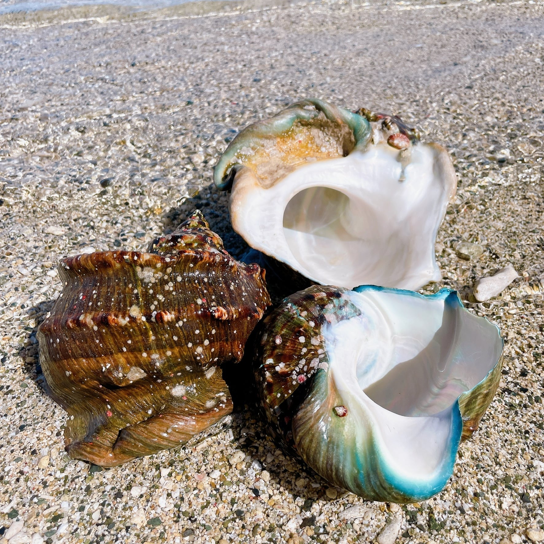 夜光貝 貝殻XLサイズ | 【夜光貝 貝殻販売】ゲン担ぎの島-徳之島産-