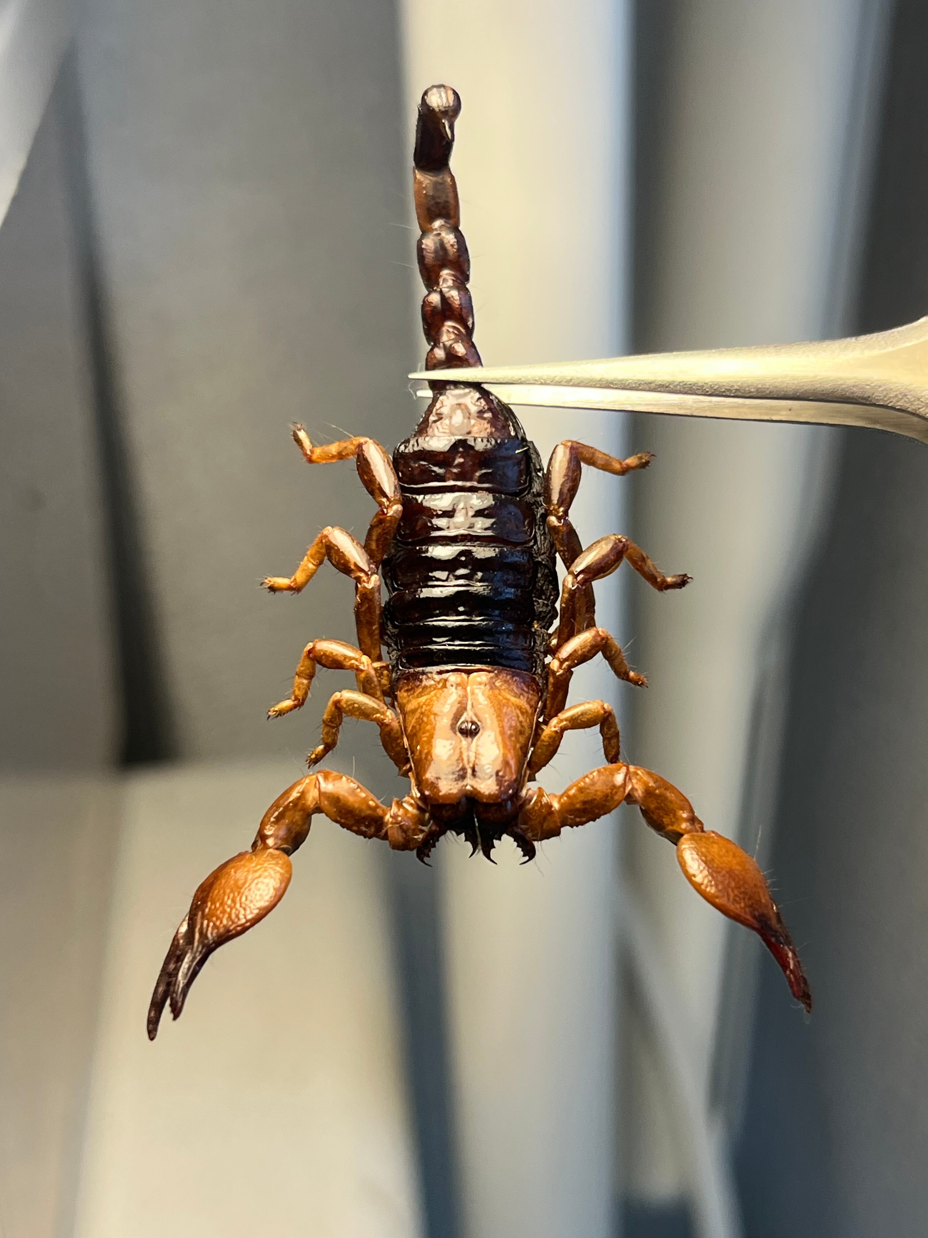 幻の蠍】レッドクロースコーピオン 全長4cm程 サソリムカデ