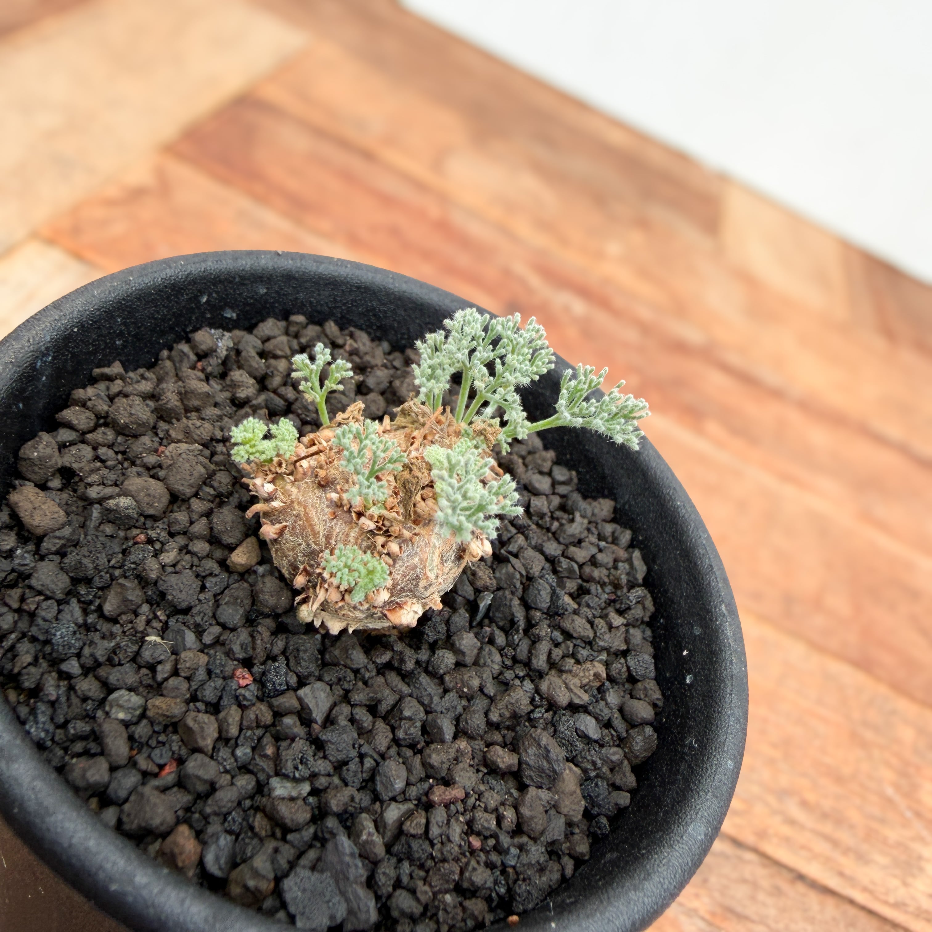 Monsonia peniculina 【モンソニア・ペニクリナム・実生】 | RIMO'S