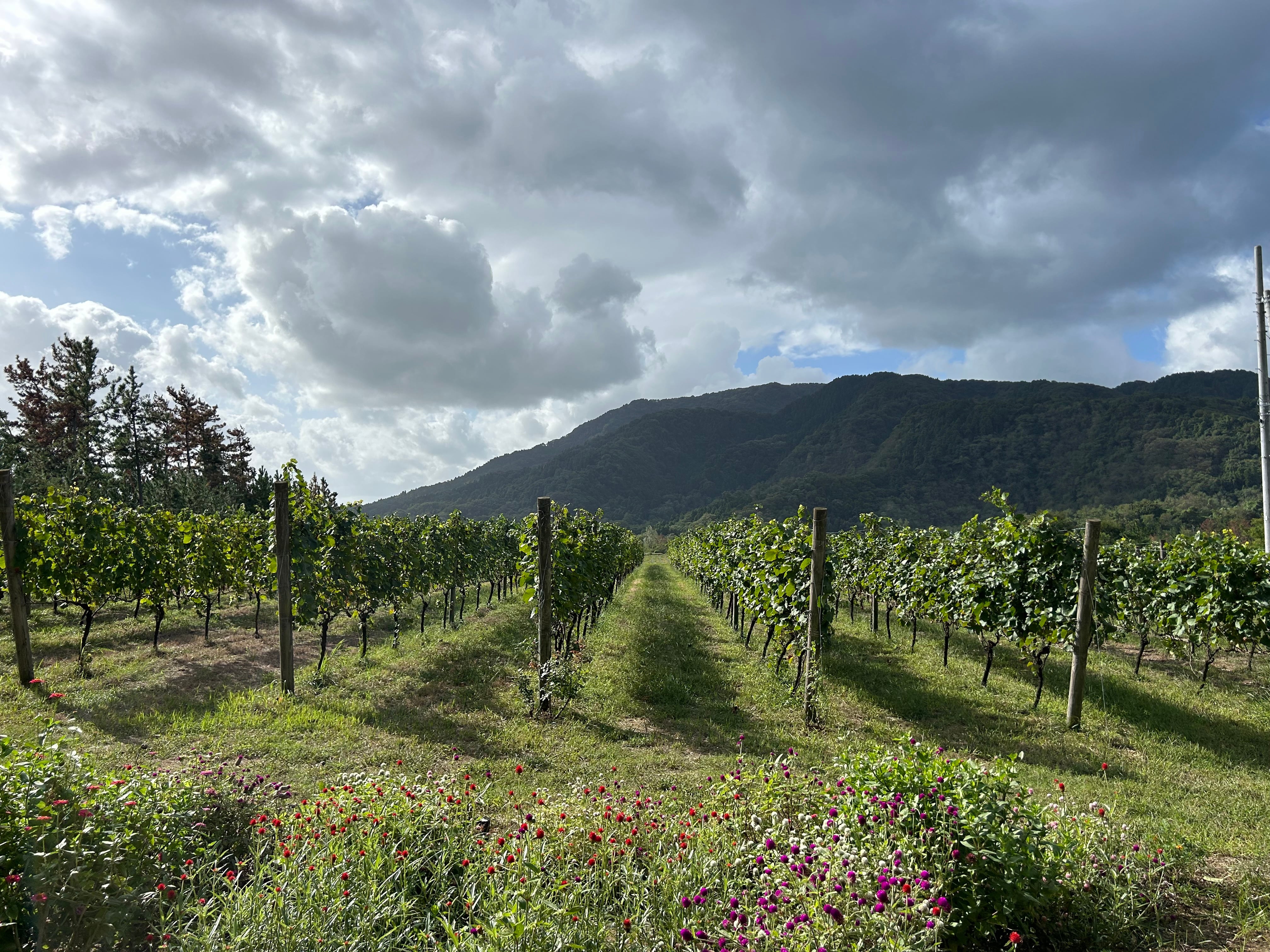 カンティーナ・ジーオセット/ツヴァイゲルト（赤） ヴィンテージ