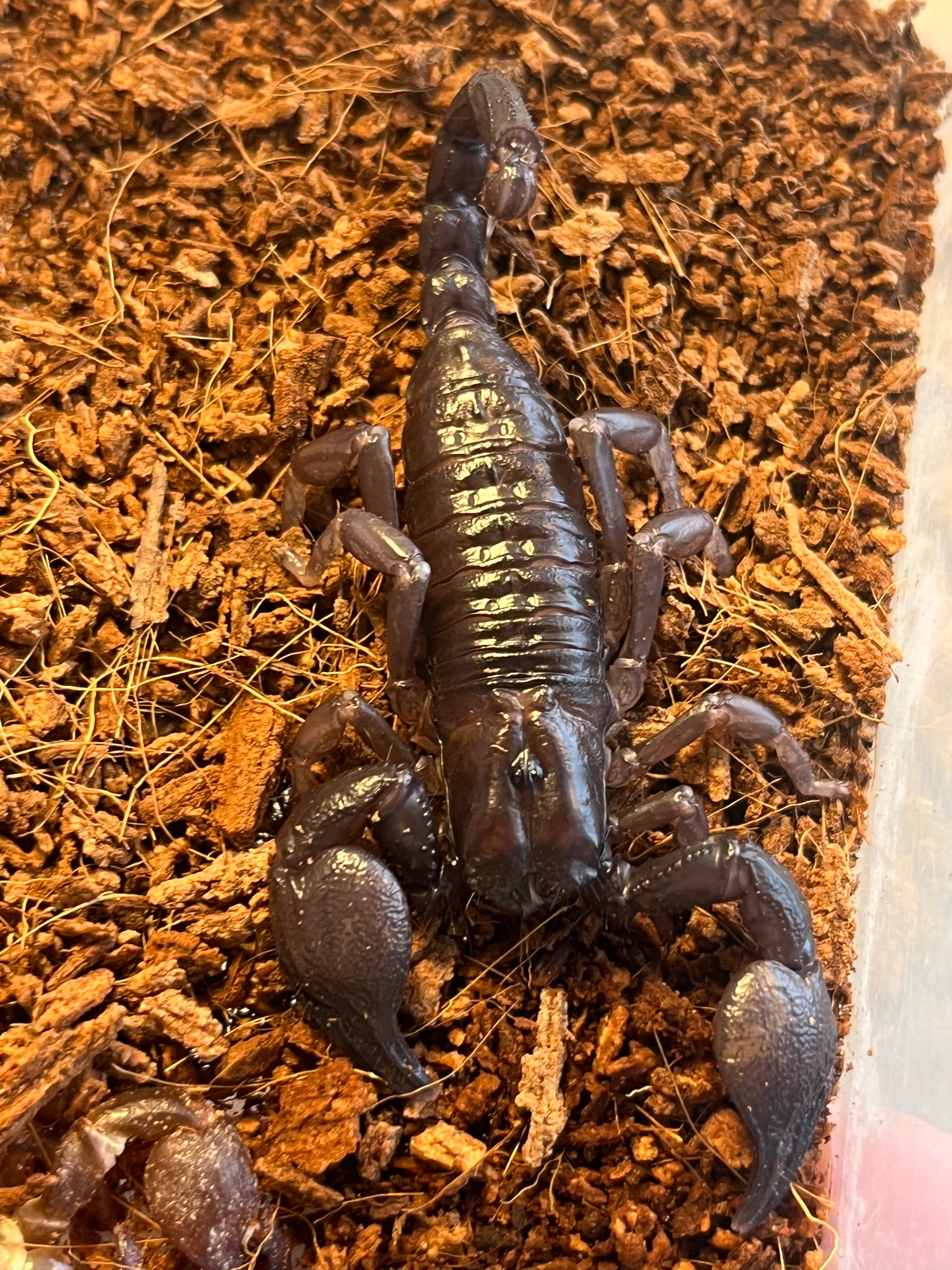 幻の蠍】レッドクロースコーピオン 全長4cm程 サソリムカデ