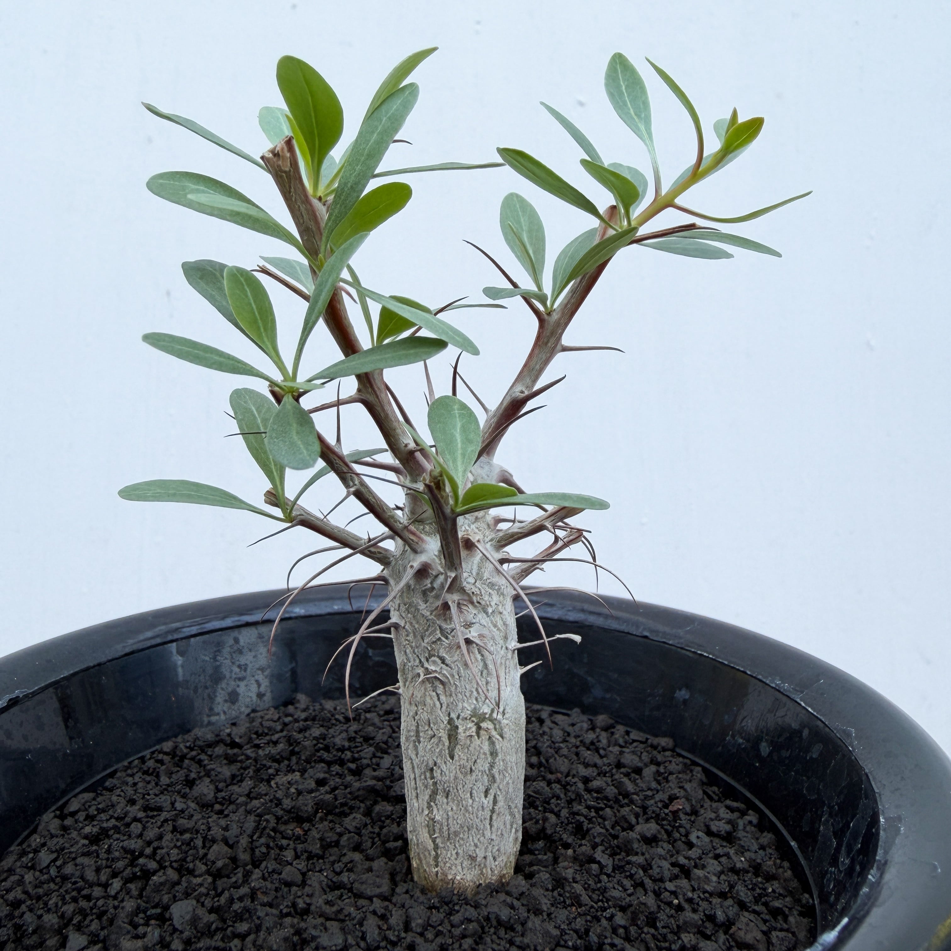 Fouquieria columnaris【フォークイエリア・コルムナリス・観峰玉