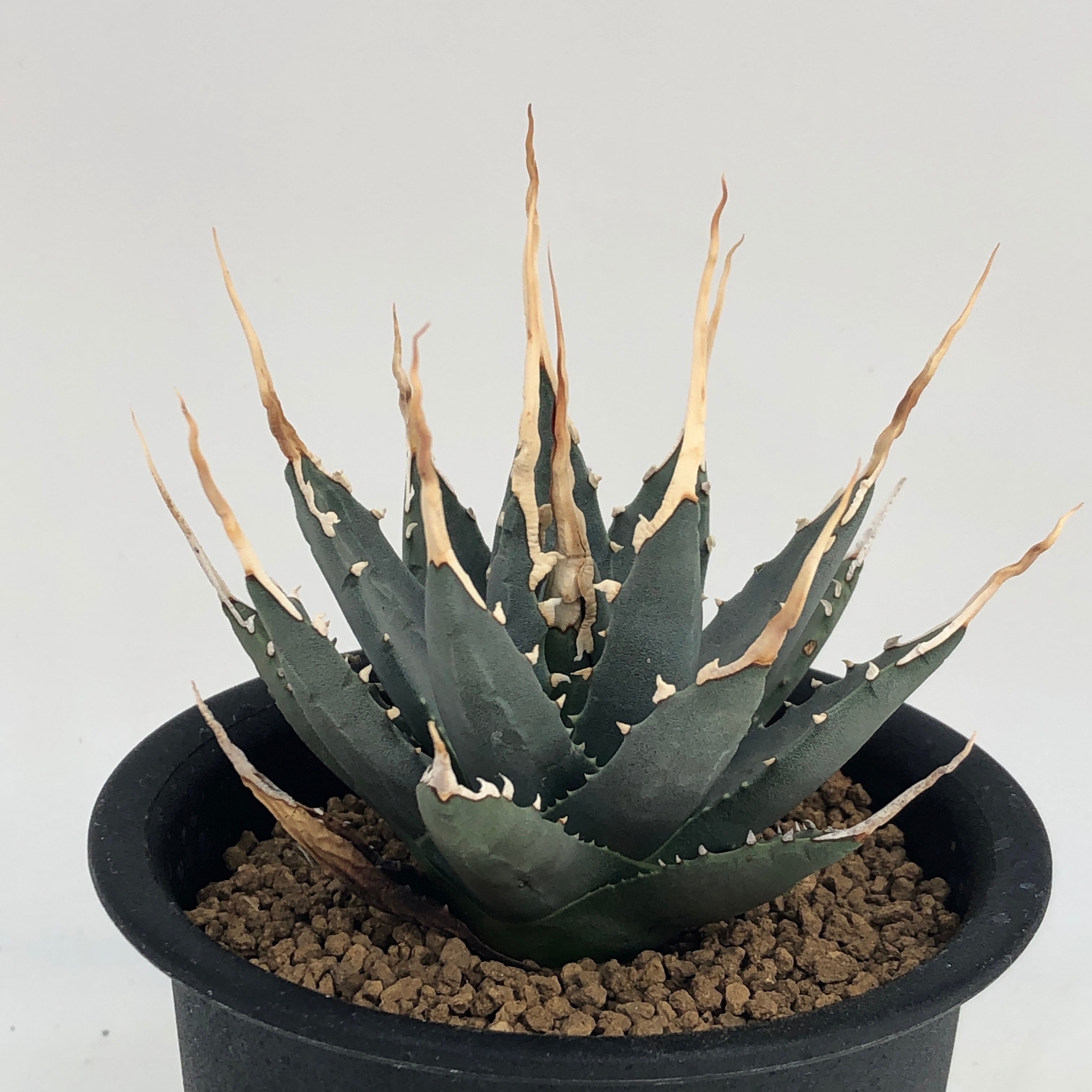 Agave utahensis eborispina | miyudemexico online store