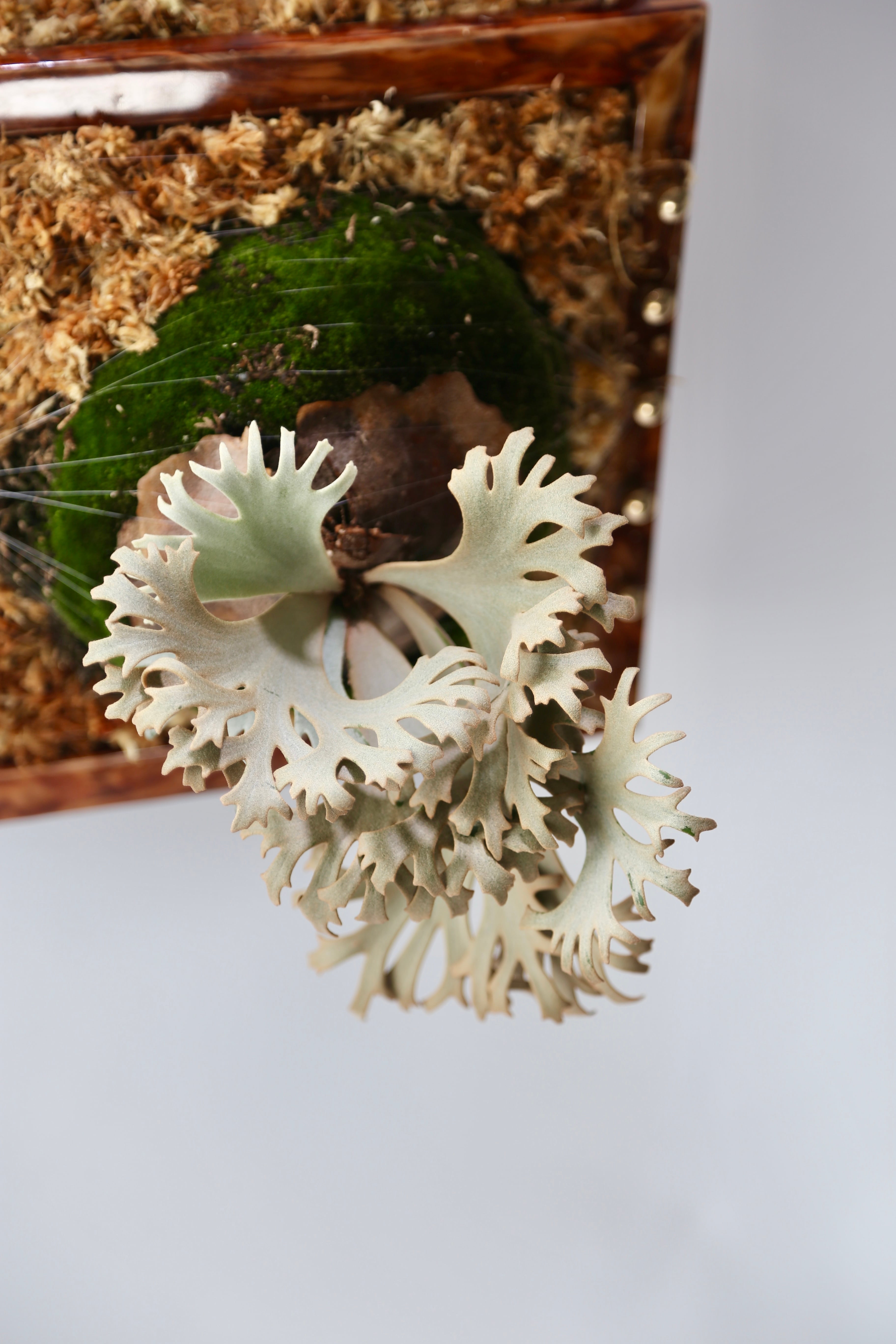 P.Willinckii Jenny Pups | Pay ID