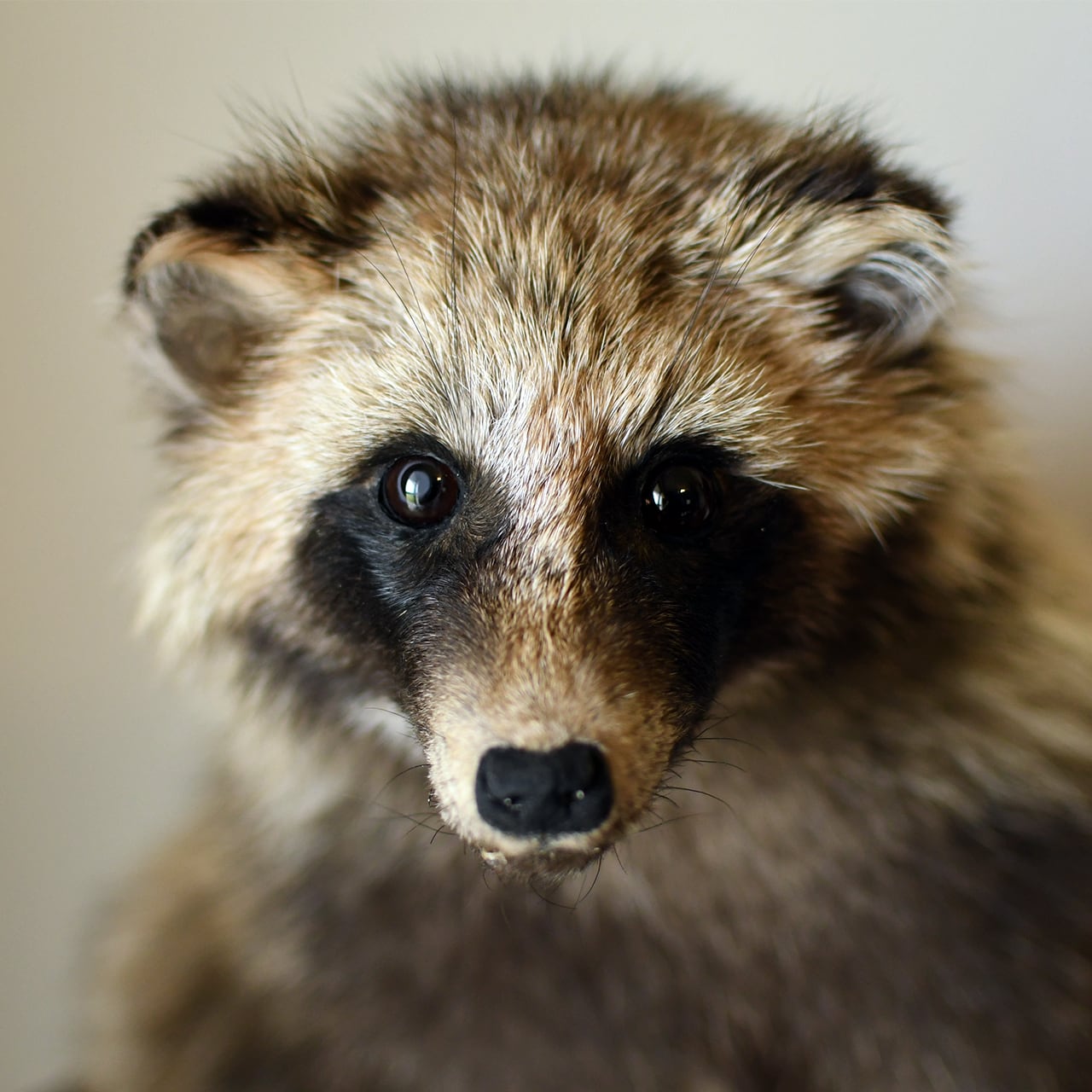 タヌキの剥製 | ほねとはね ONLINE SHOP