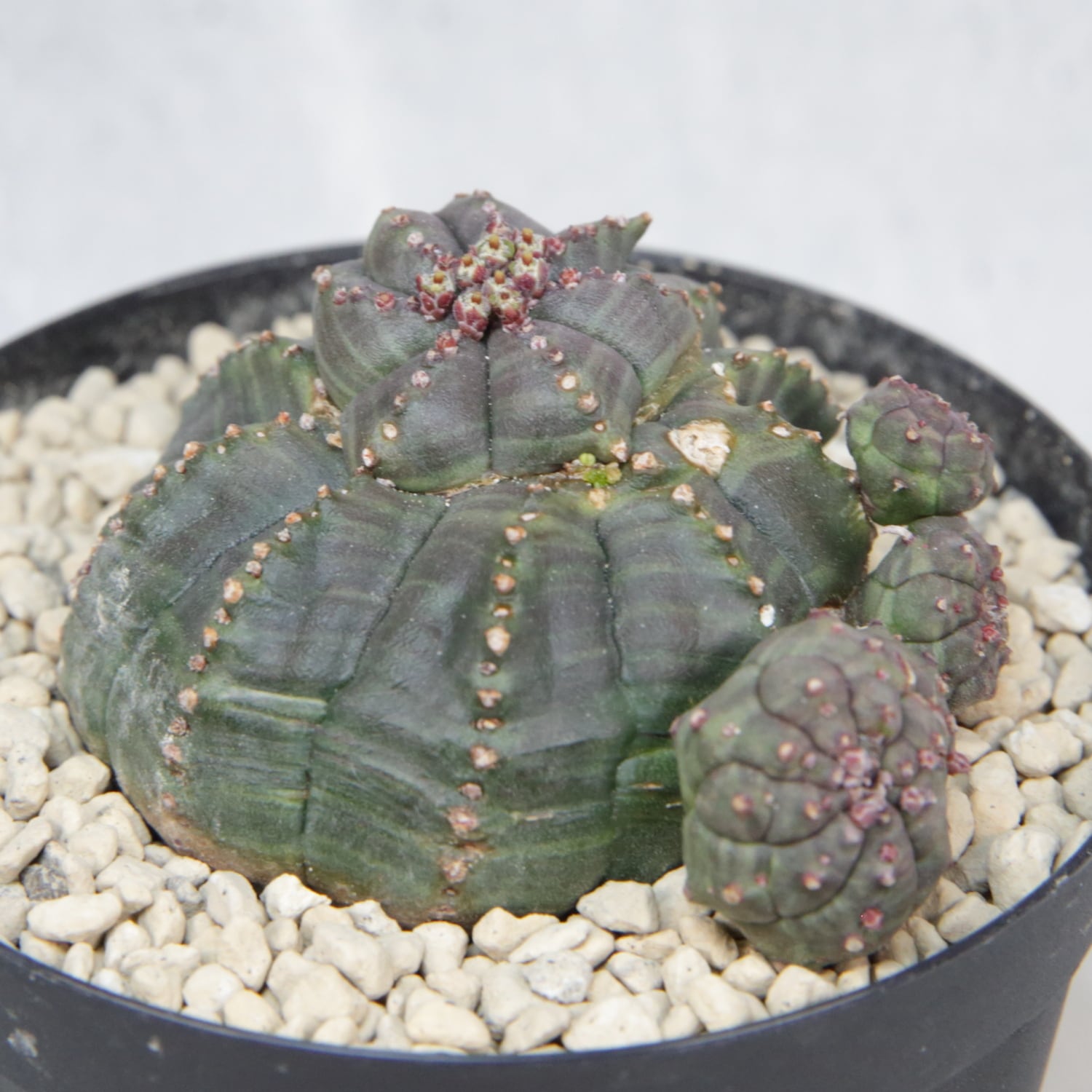 超扁平 仔吹き モンスト 捻じれ マイクロ オベサ / ユーフォルビア