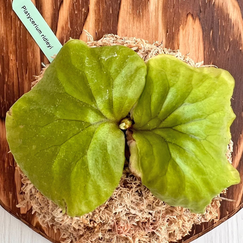 ビカクシダ リドレイ 板付 【観葉植物 室内 コウモリラン】 | bikakuya