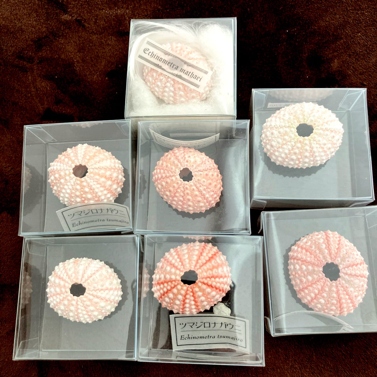 84306477d966c19fcdd6e46bc8cd8f