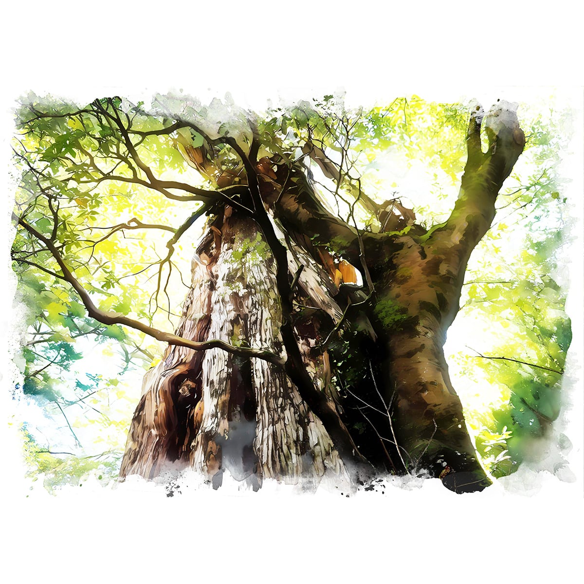 絵画(風景画) 日本 鹿児島県 屋久島 インテリアアート額付き 水彩画