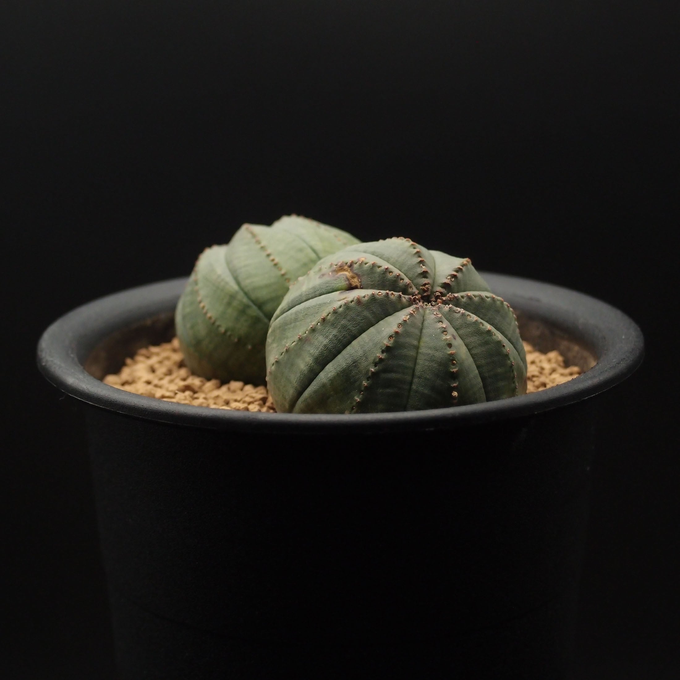 オベサ ダブル・ヘッド (2301_10oldd_03)：ユーフォルビア属 ※実生