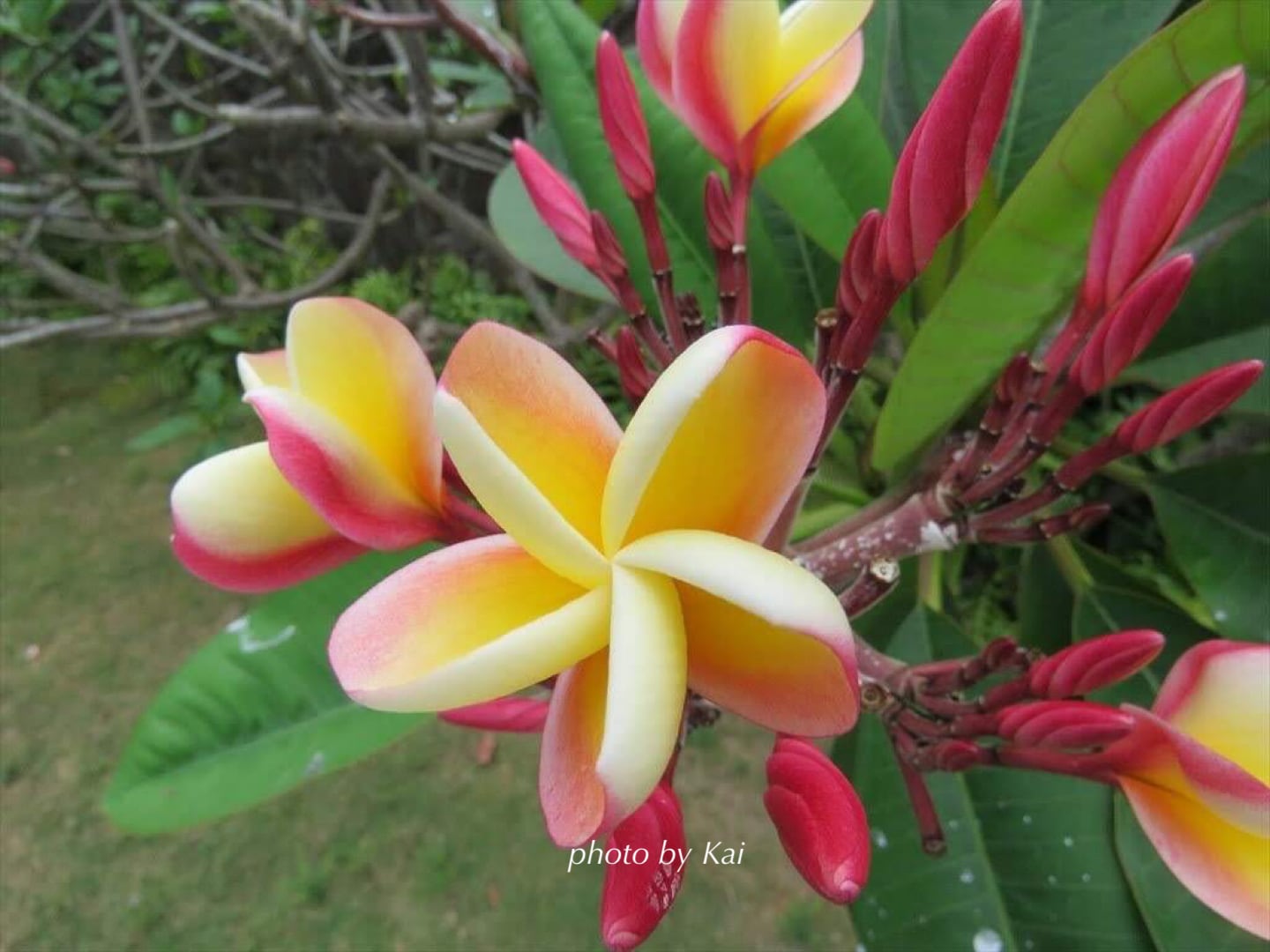 プルメリアのタペストリー ハワイアンキルトキット | Hawaiian quilt Kai