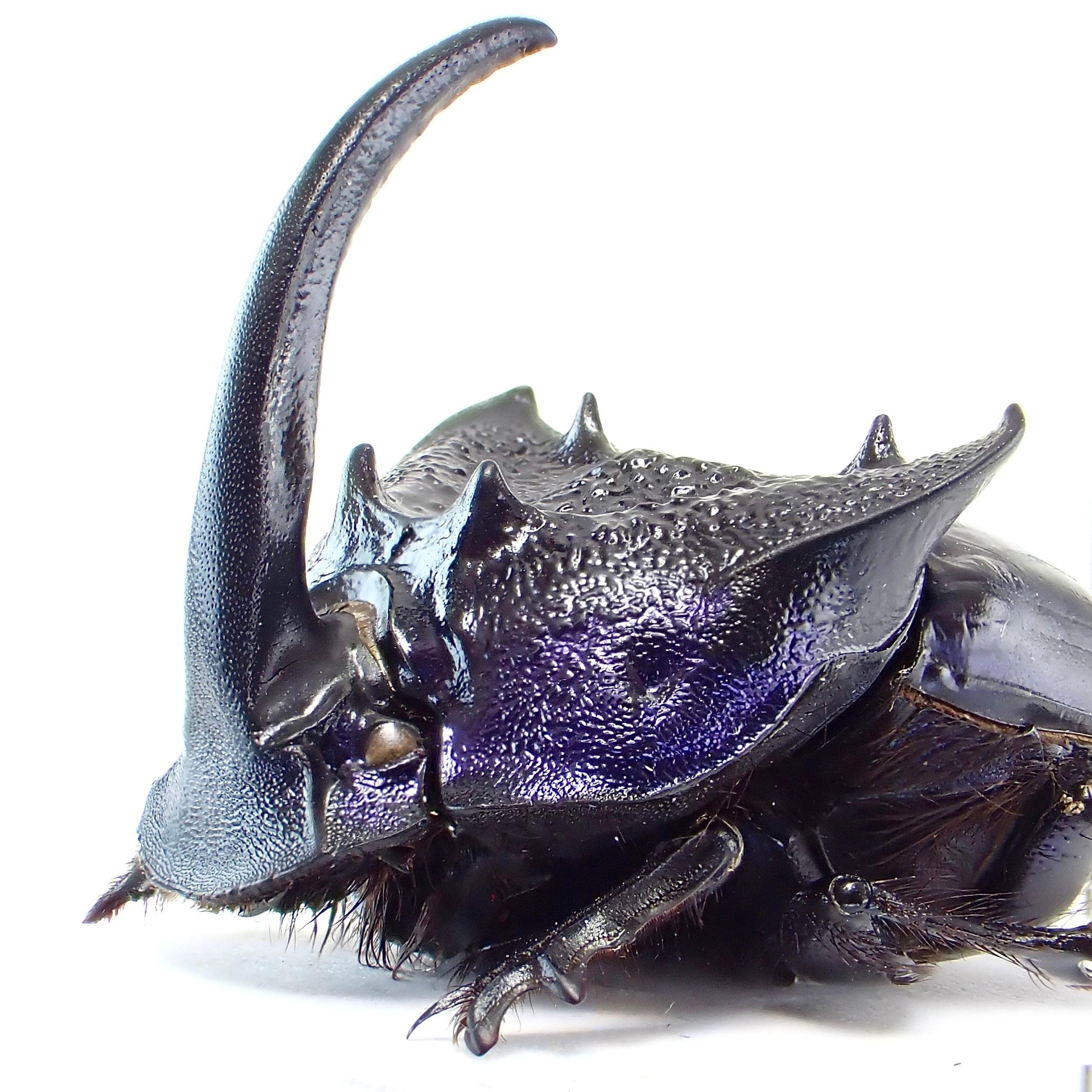 ニジダイコクの仲間 | 昆虫標本 Diggers & Rollers