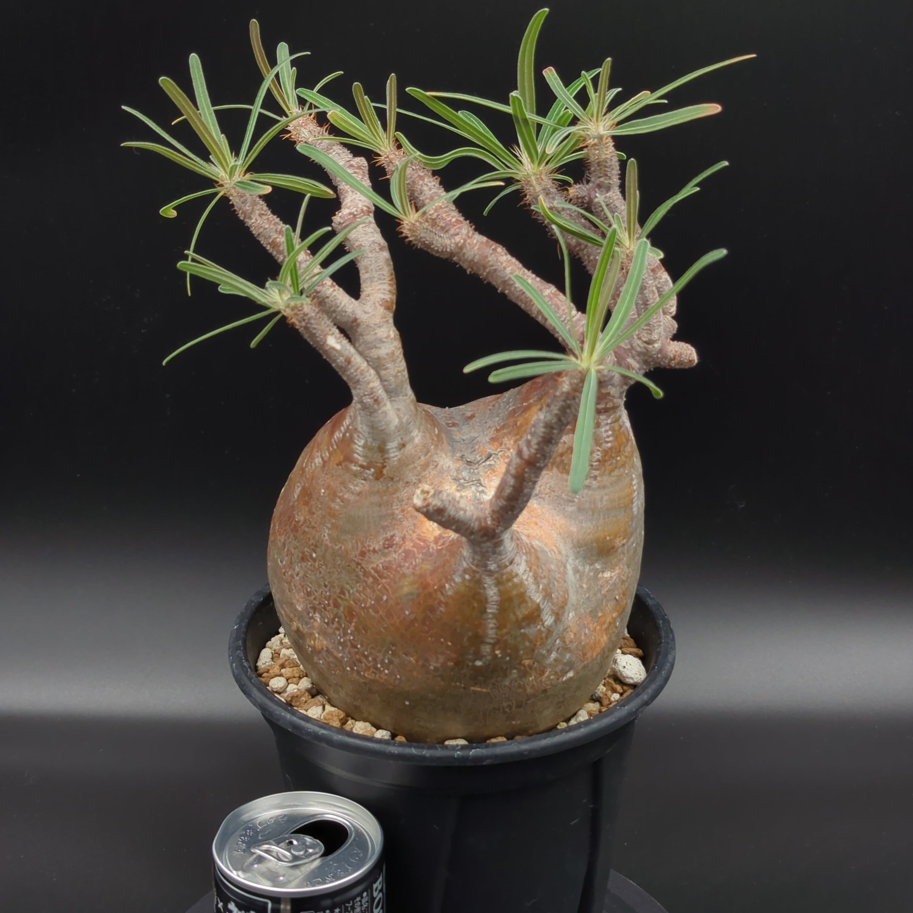 発根済】【現地球】パキポディウム グラキリス | BRIDGE GARDEN