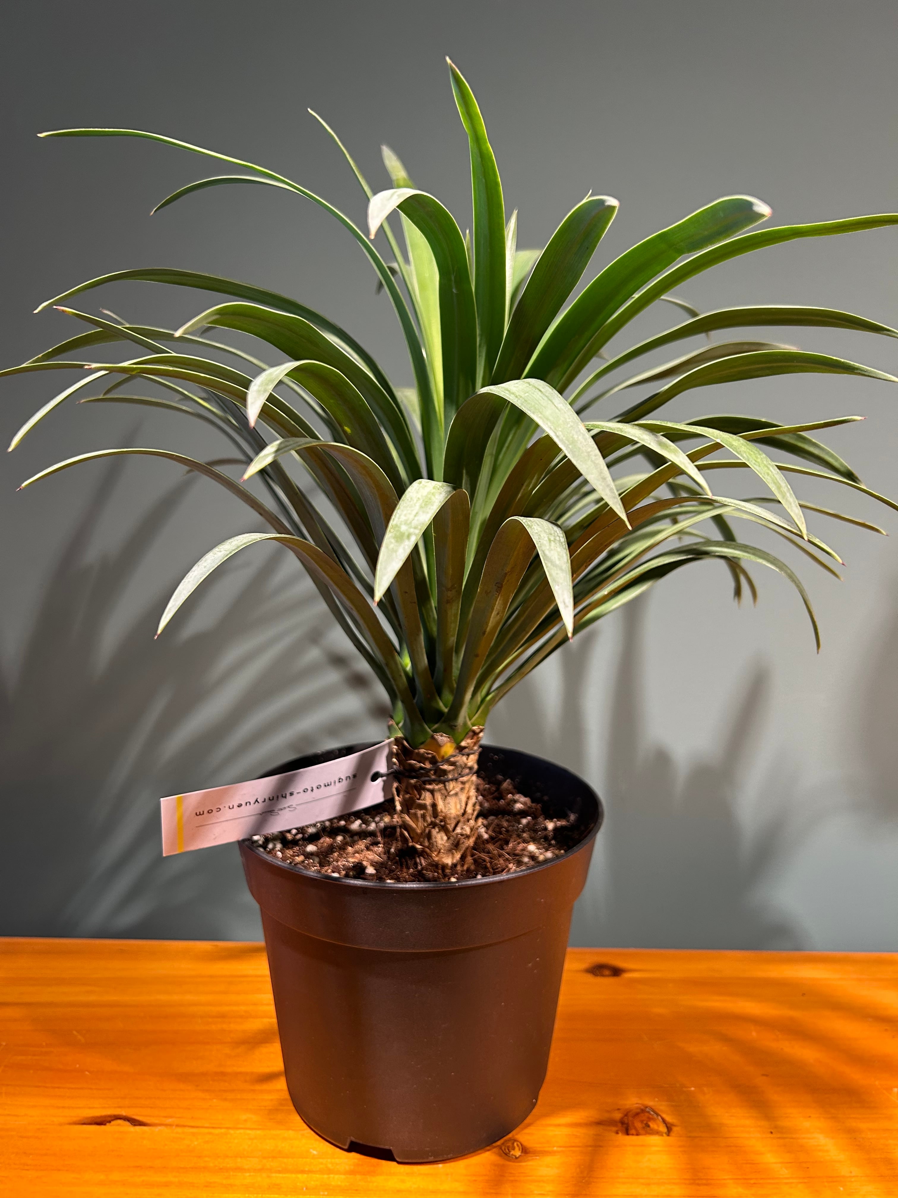 ユッカ デスメティアーナ5号 | 植物との暮らし apricot