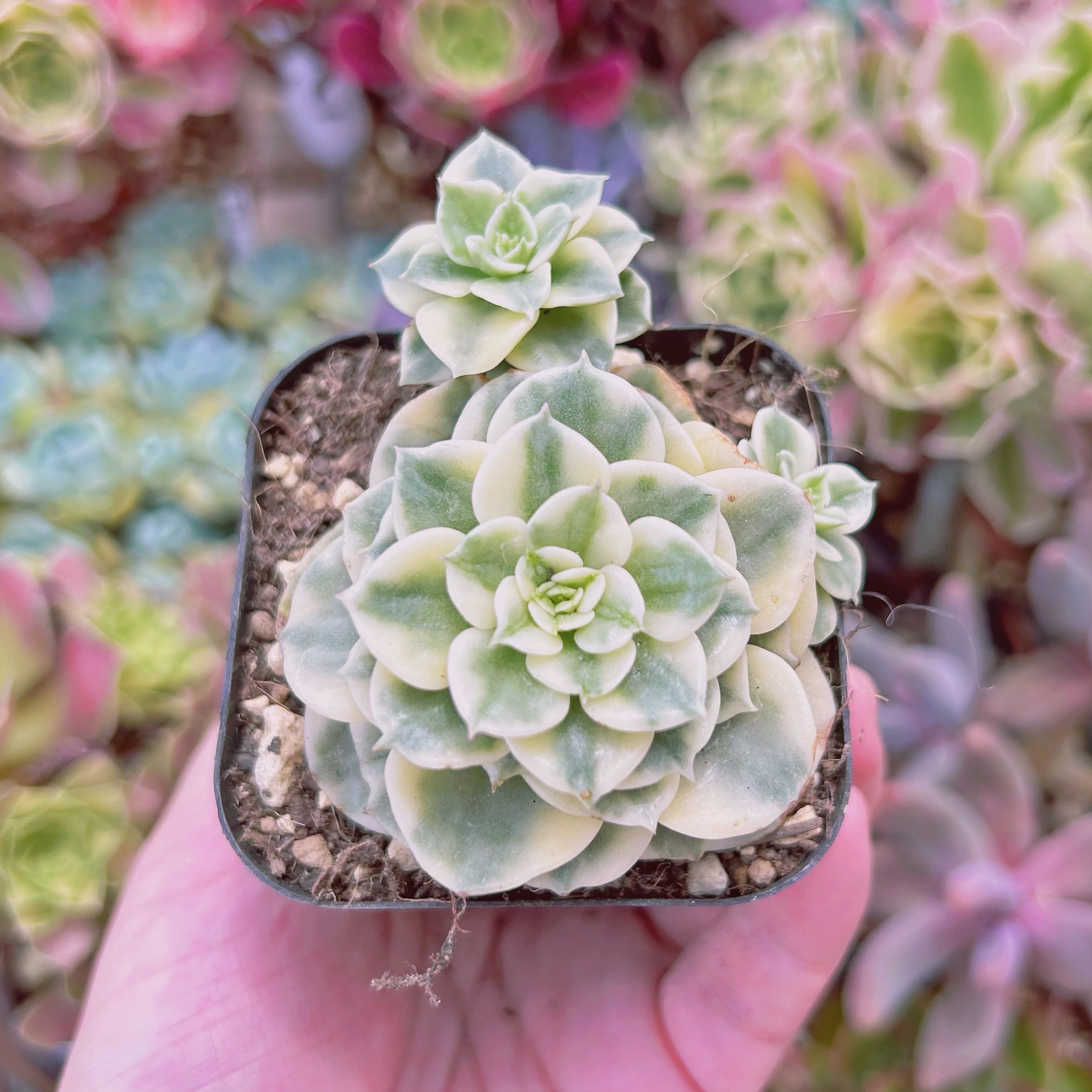 323現物 多肉植物 ヌダ錦 | るる農園~多肉植物専門