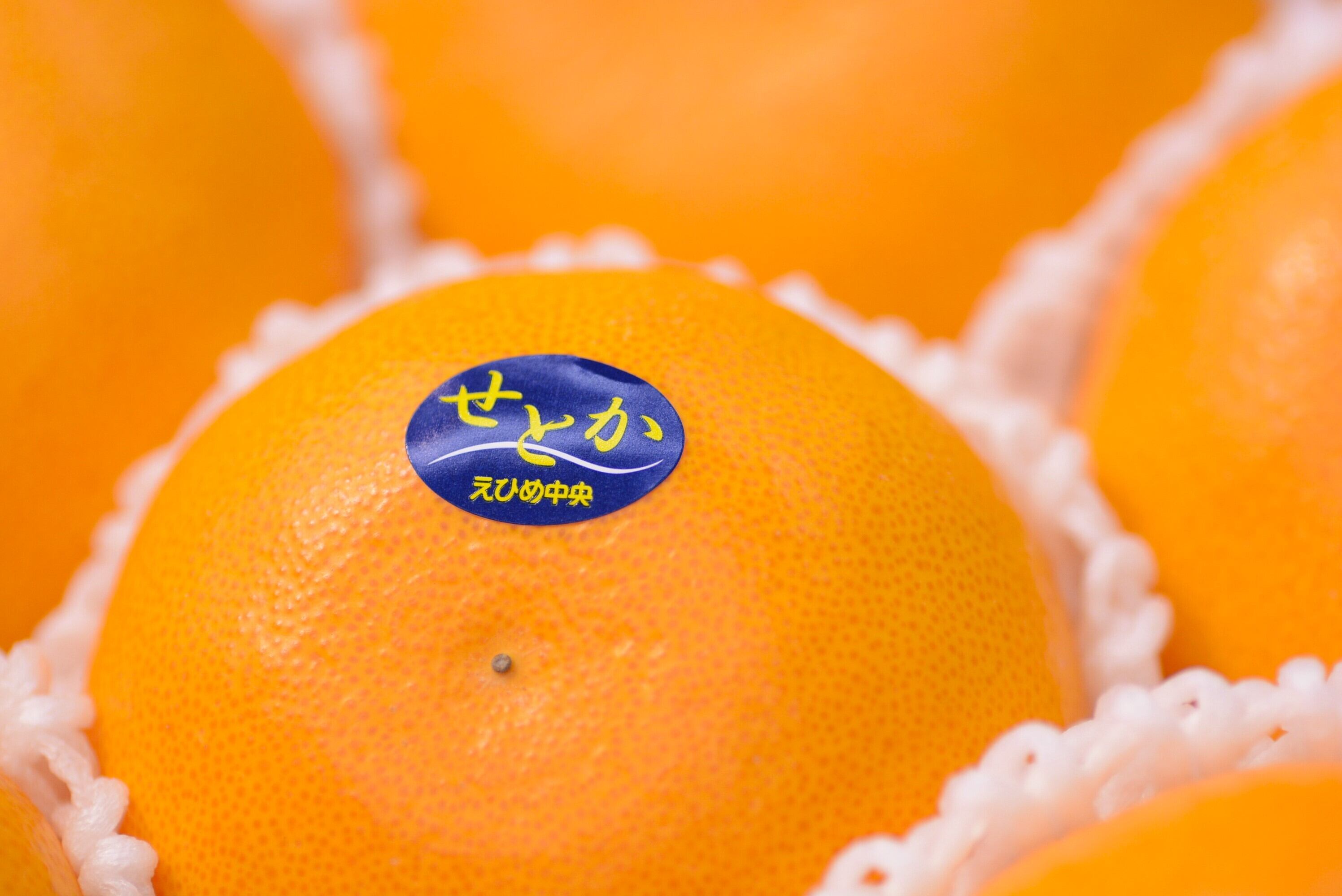 露地栽培に変わってお値打ちに】究極のみかん、せとか2Lサイズ8個