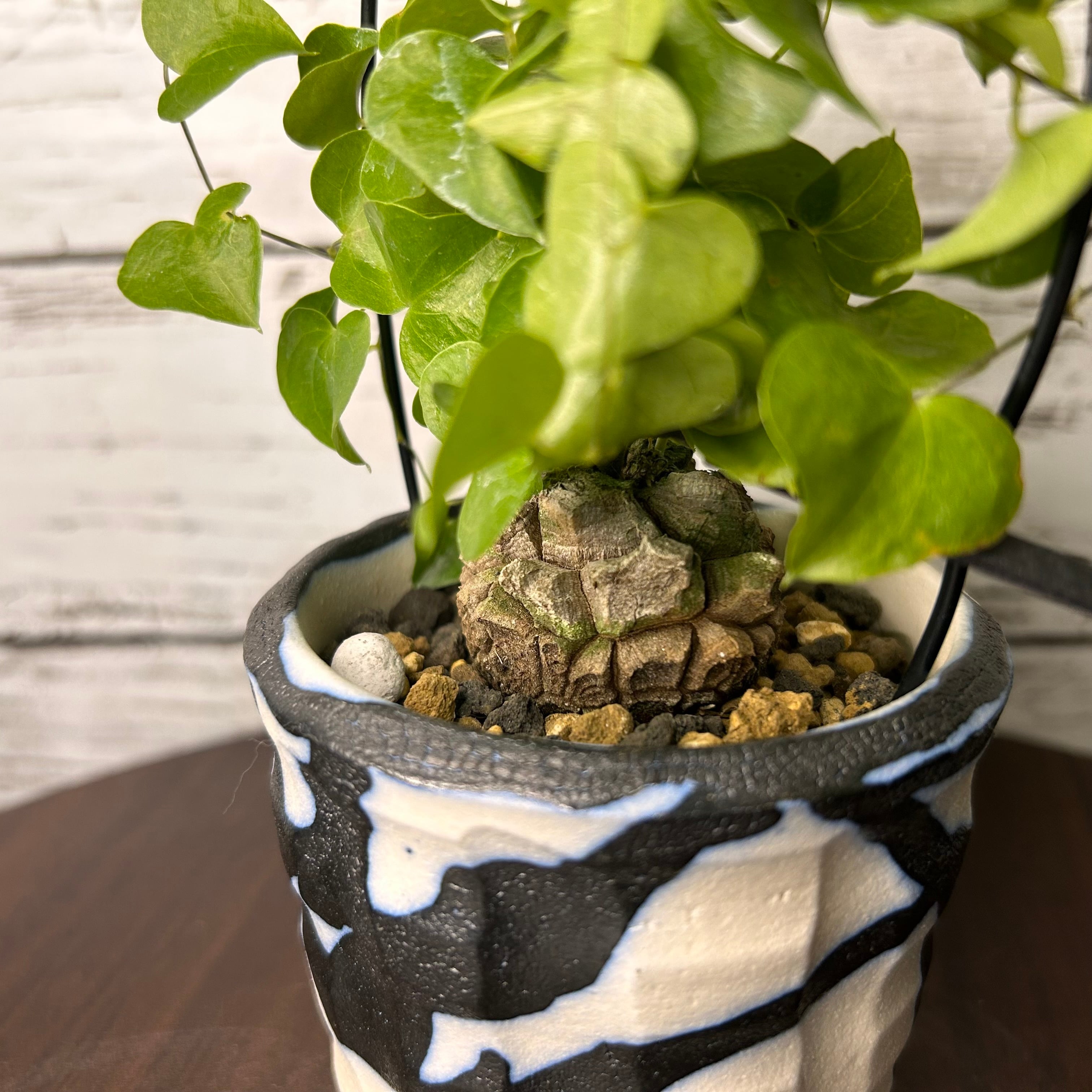 約4cm 鉢入り亀甲竜 バキバキ割れ ディオスコレア 塊根植物 | PLARE