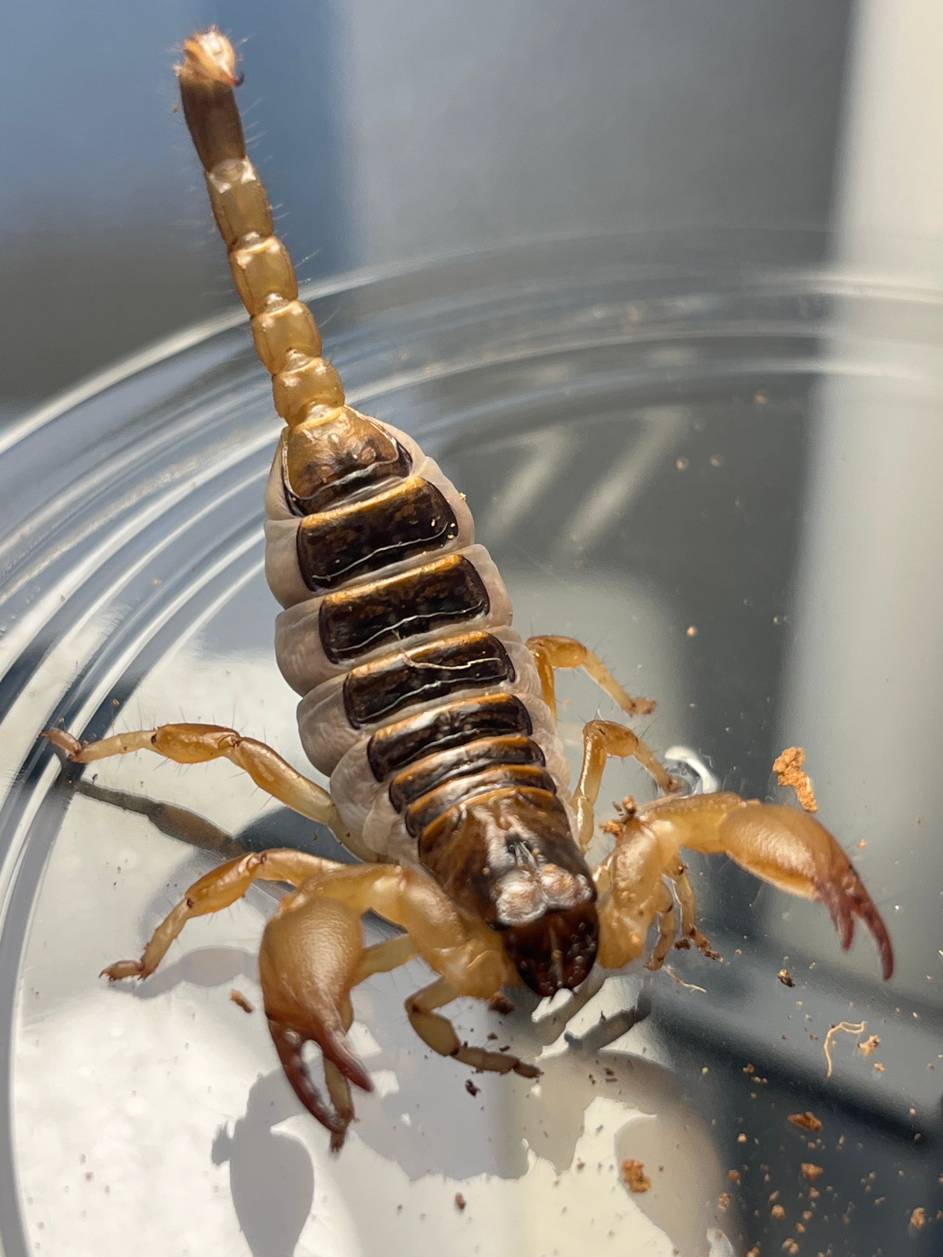 サソリ | オモニキチュウ