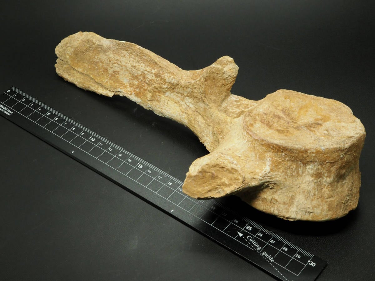 棘あり！プレシオサウルス(エラスモサウルス)の椎骨化石【Plesiosaurus