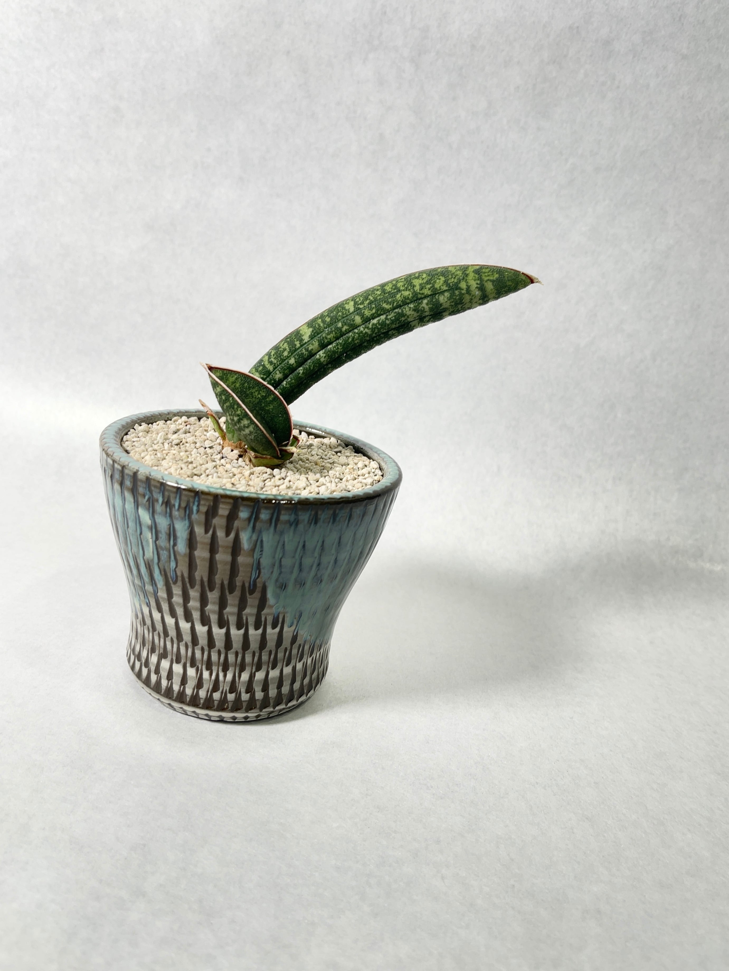 サンセベリア・タンザニアアルシャ | trigger