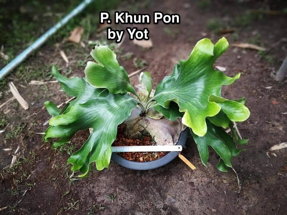 P.Khun Phon (Yot#14)【artPLANTs】 ビカクシダ/Platycerium