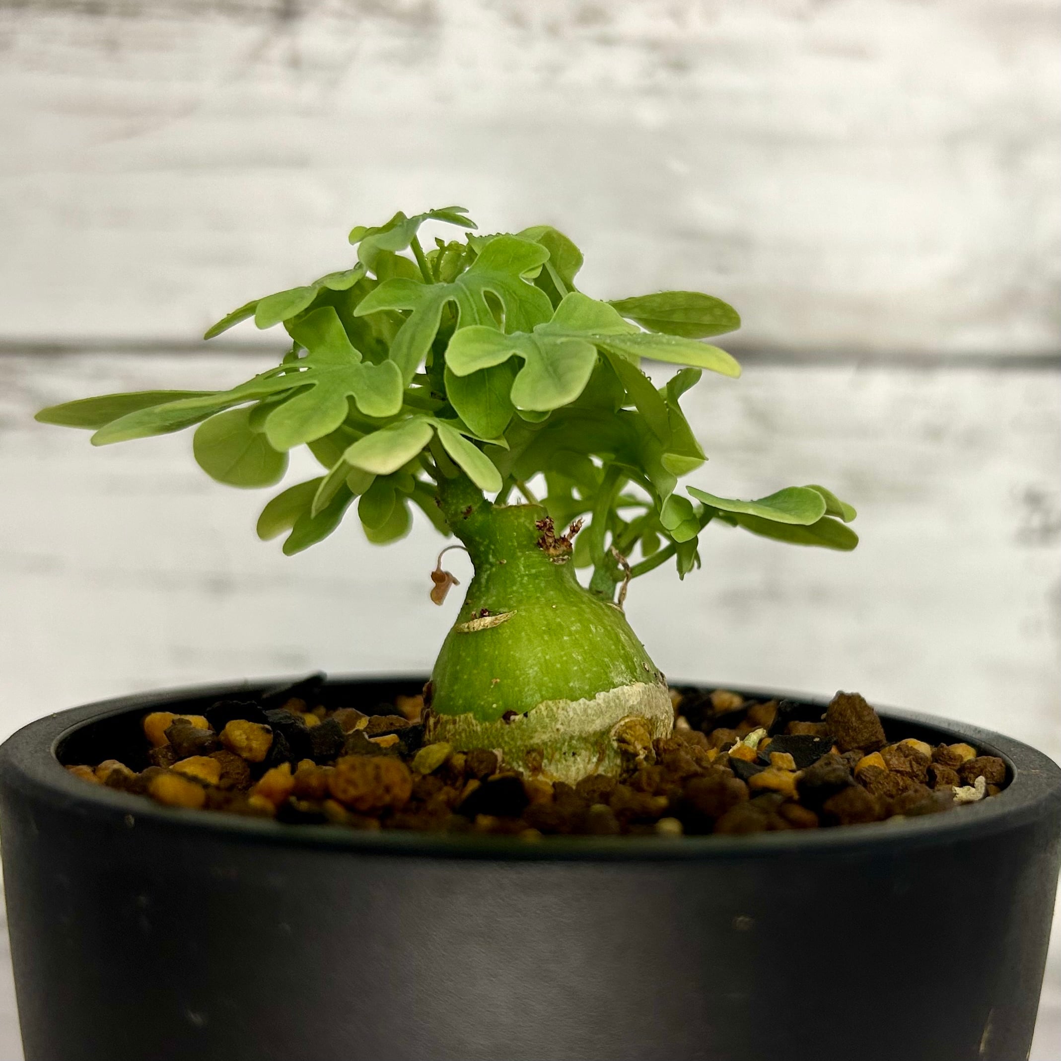 アデニアグラウカ 塊根植物 コーデックス A70801 | PLARE