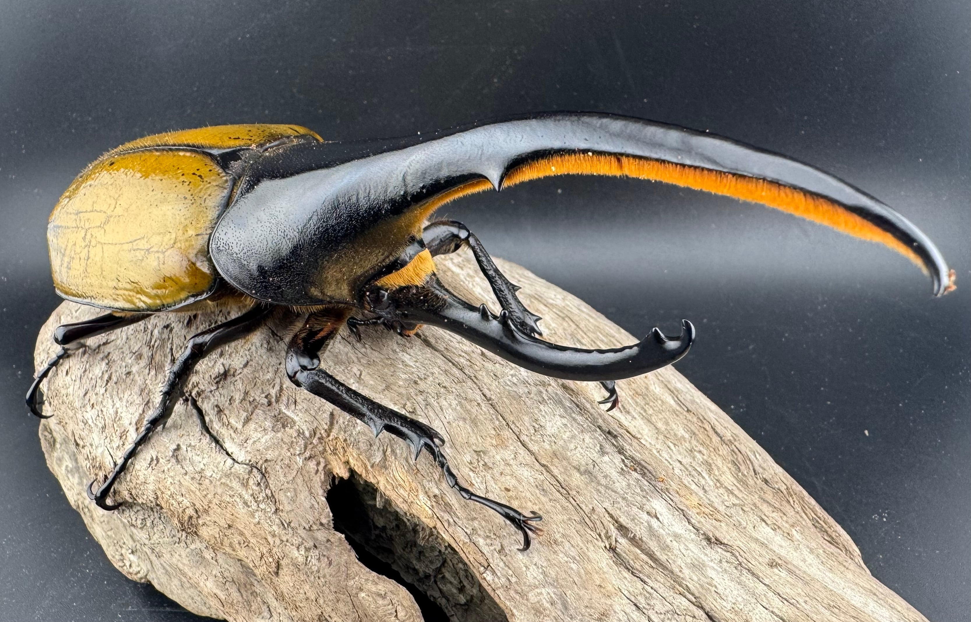 ヘラクレス・ヘラクレス 148.5mm ペア》 | KPW公式オンラインショップ