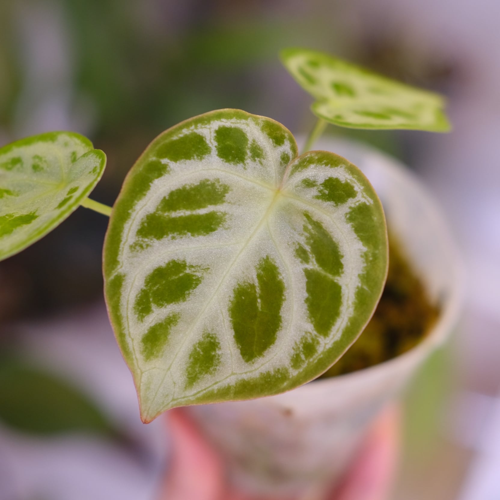 アンスリウム / Anthurium | tokyoplants / 観葉植物専門店
