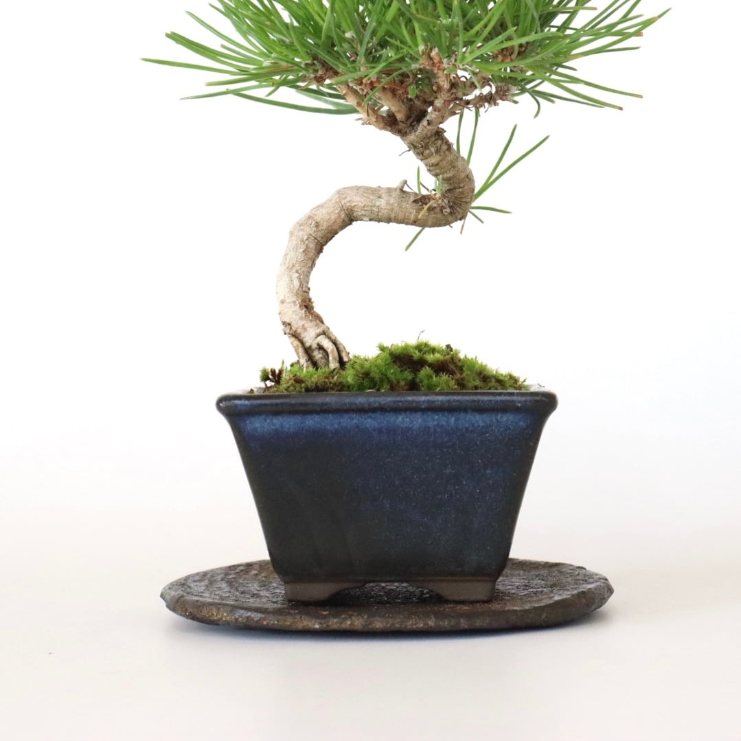 小さな黒松盆栽 | 盆栽工房WABI