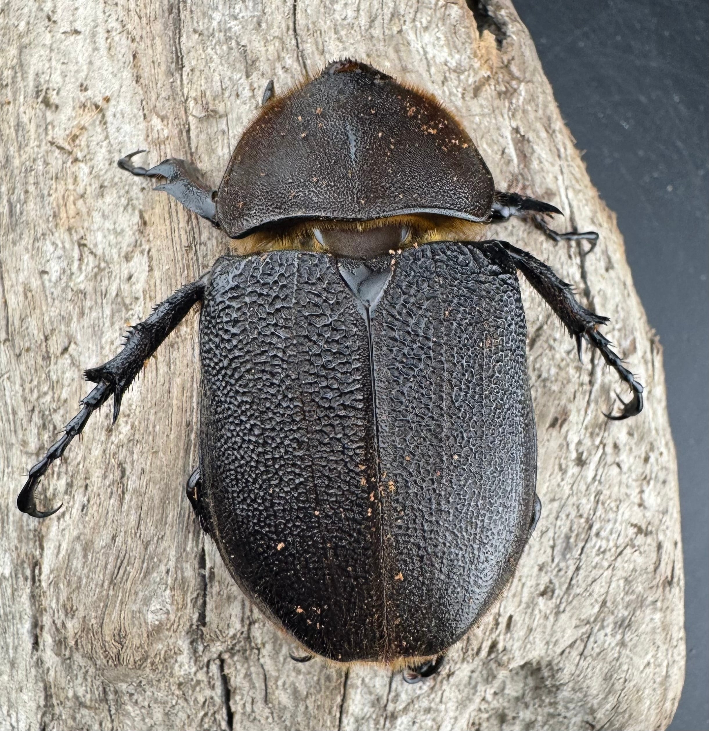 ヘラクレス・ヘラクレス 148.5mm ペア》 | KPW公式オンラインショップ