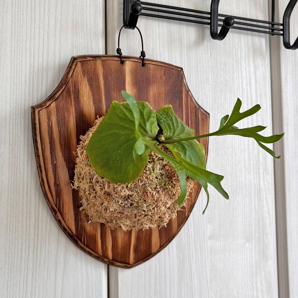 ビカクシダ リドレイ 板付 【観葉植物 室内 コウモリラン】 | bikakuya