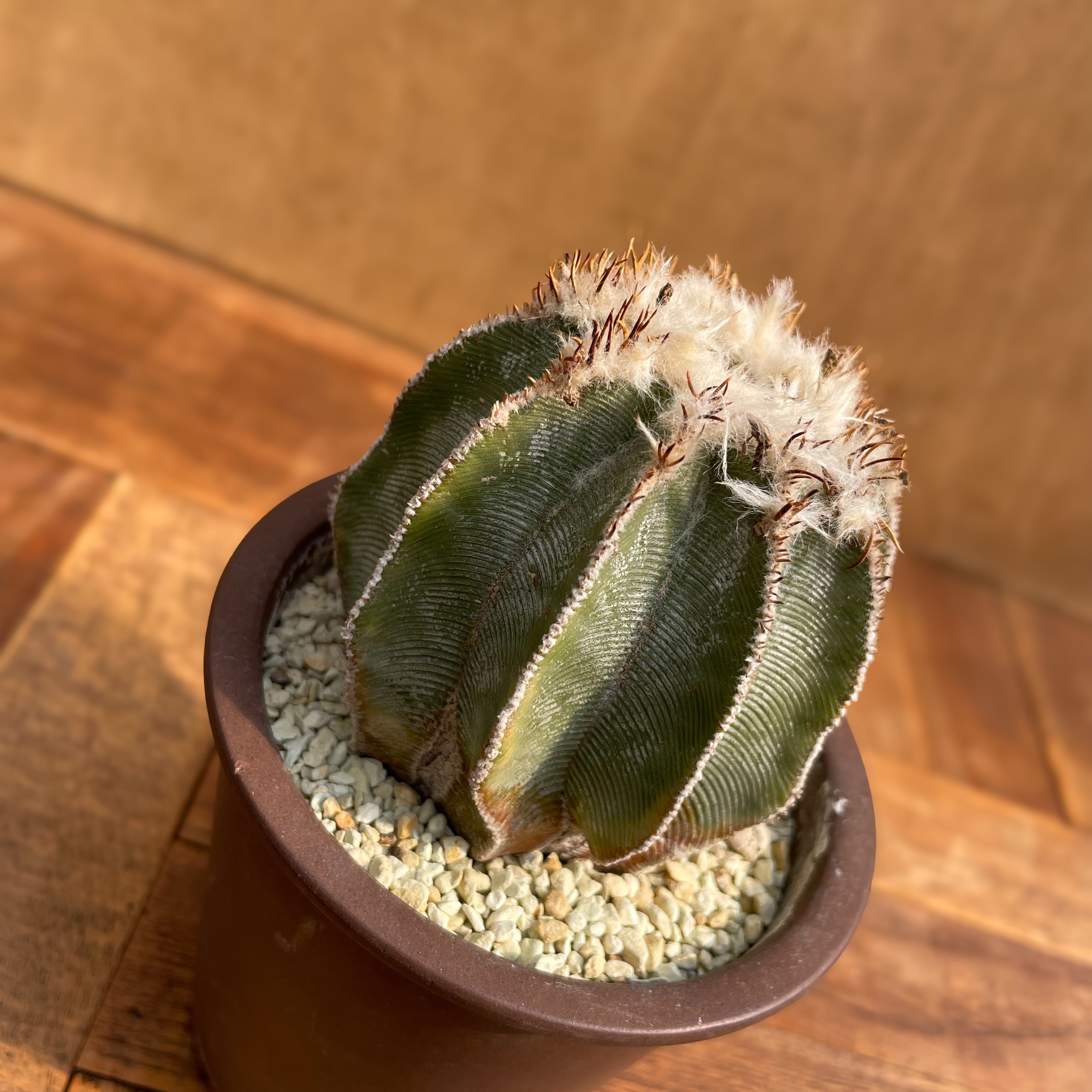 Aztekium hintonii【アズテキウム・ヒントニー・実生】 | RIMO'S GREEN