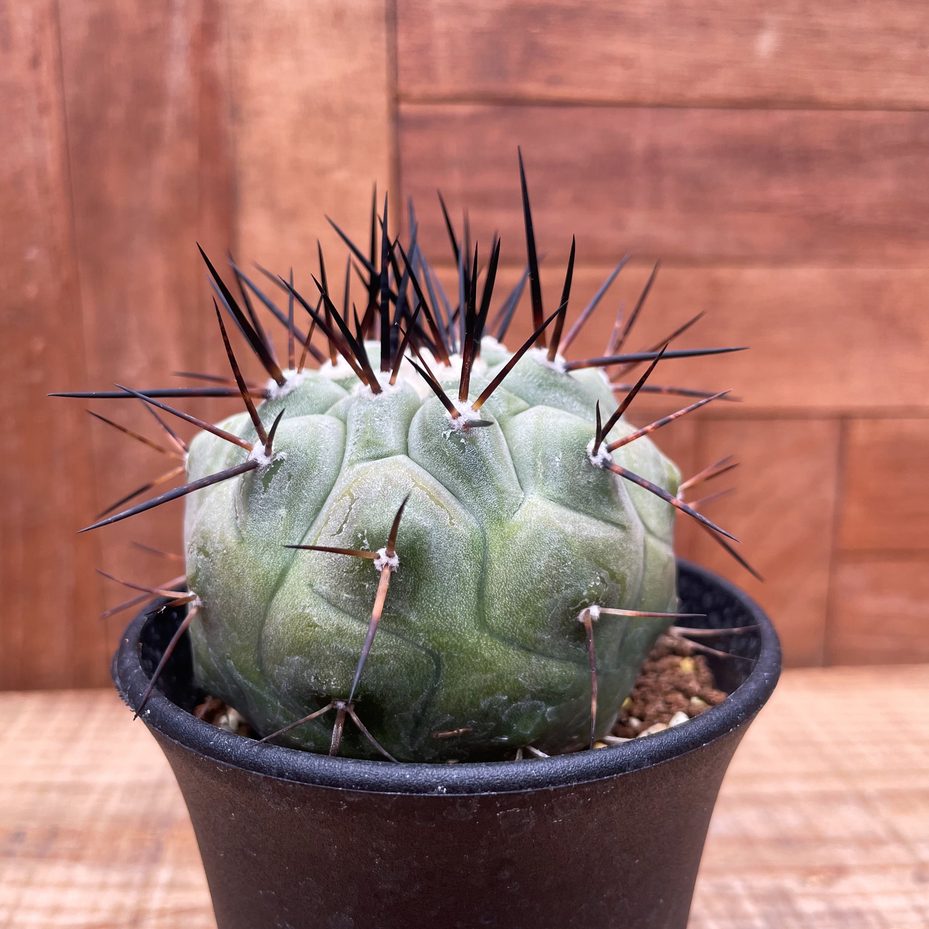 Copiapoa cinerea【黒王丸・実生】 | RIMO'S GREEN 【Saboten