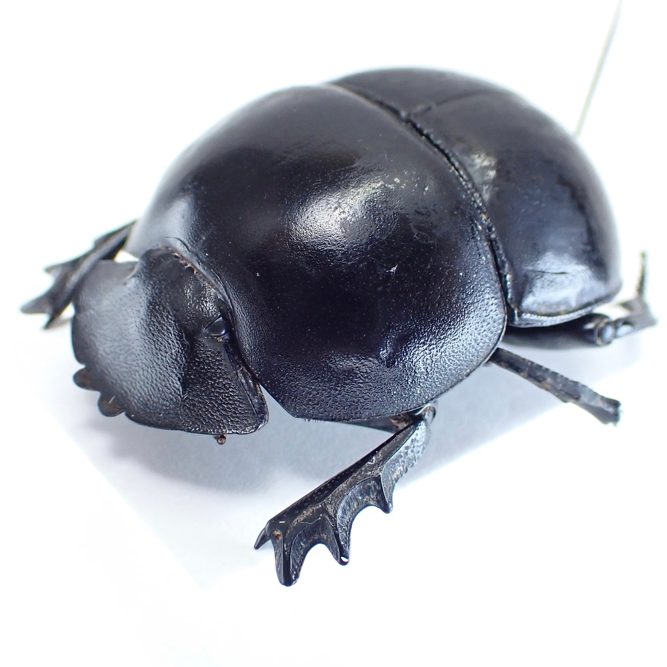 タマオシコガネの仲間（SOLD） | 昆虫標本 Diggers & Rollers